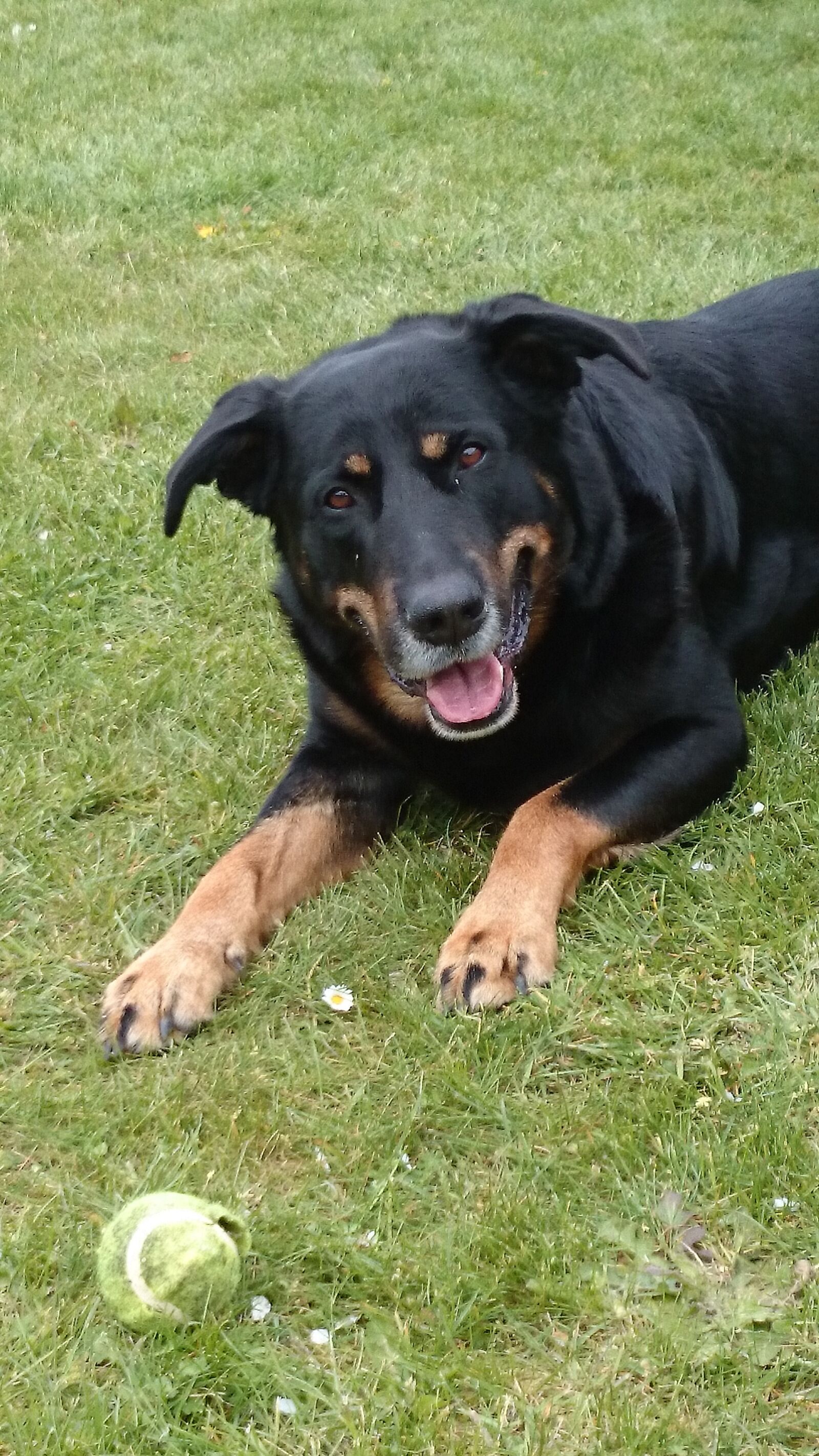 Sony Xperia Z1 sample photo. Samson, dog, black photography