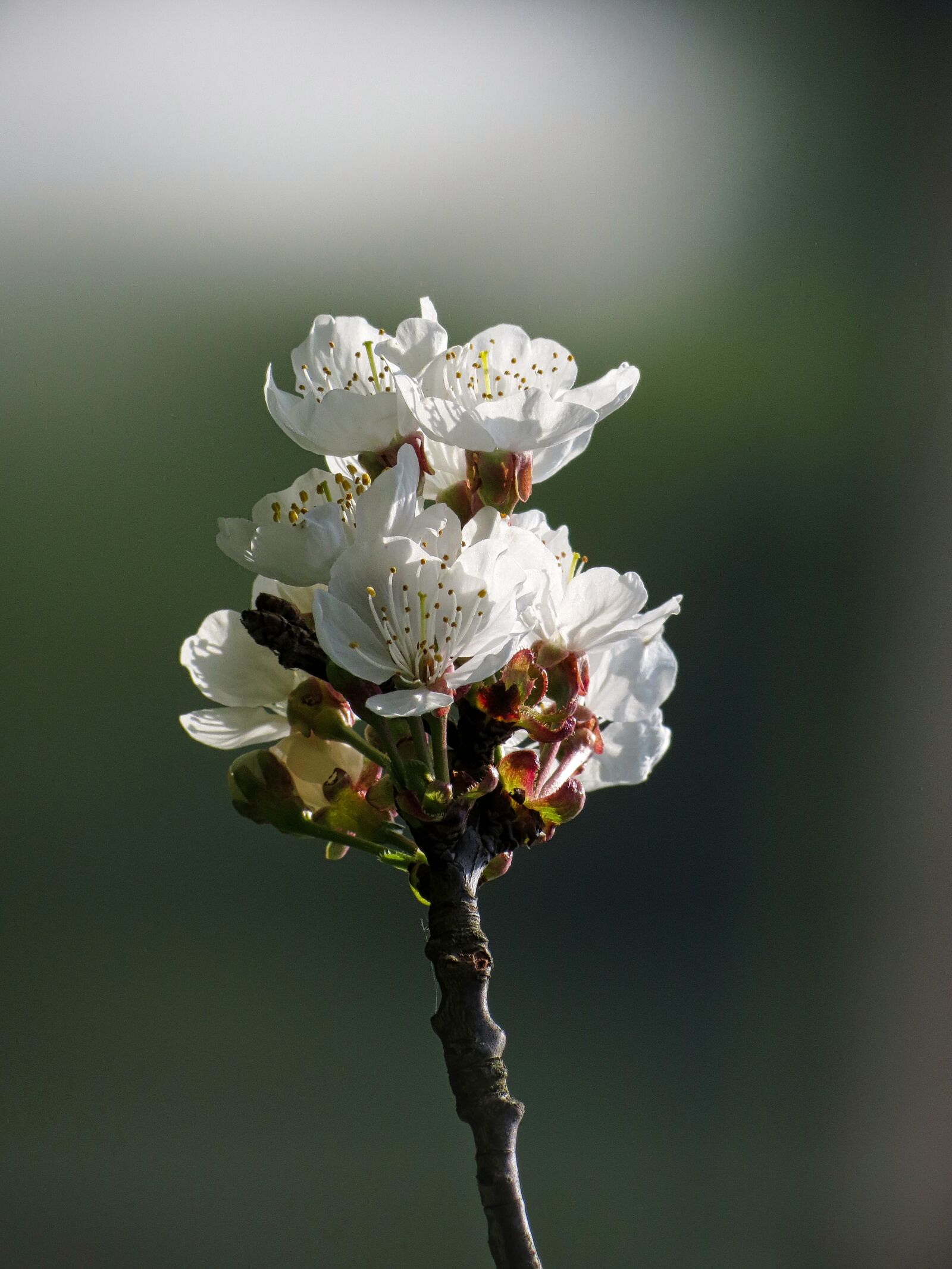 Canon PowerShot SX40 HS sample photo. Flowers, cherry, branch photography