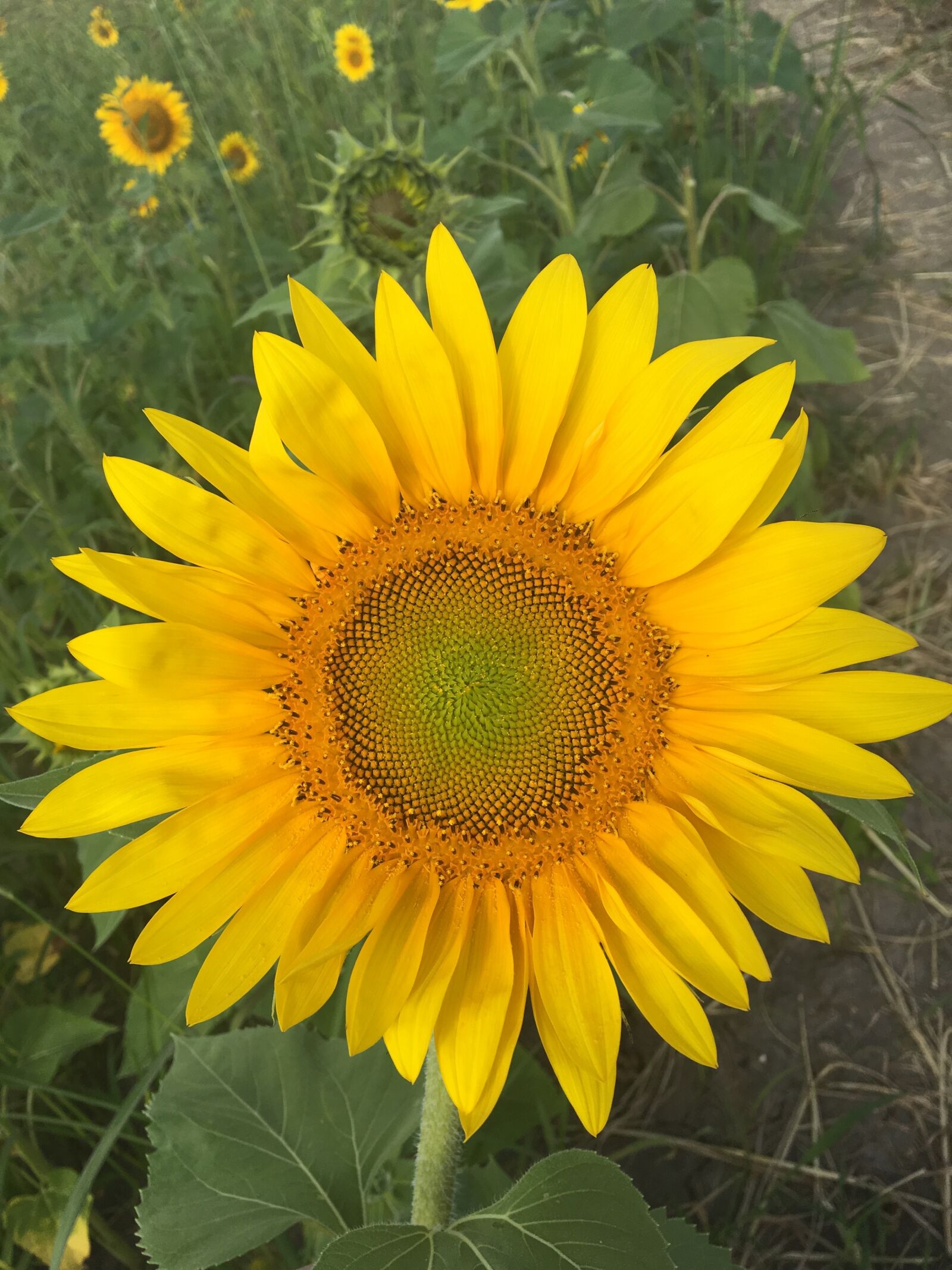 Apple iPhone 6s sample photo. Flower, sunflower, outside photography