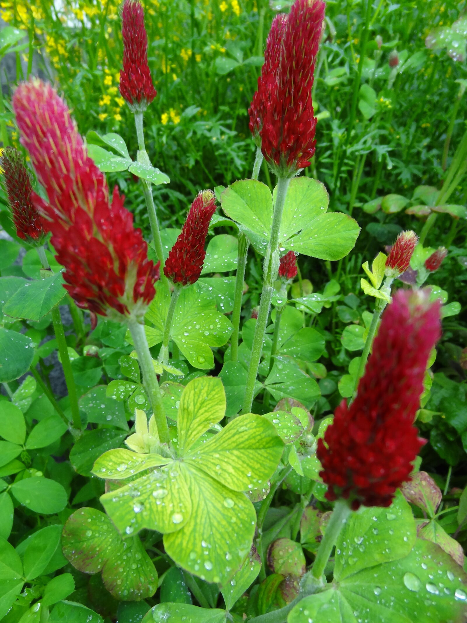 Sony Cyber-shot DSC-HX9V sample photo. Flower photography