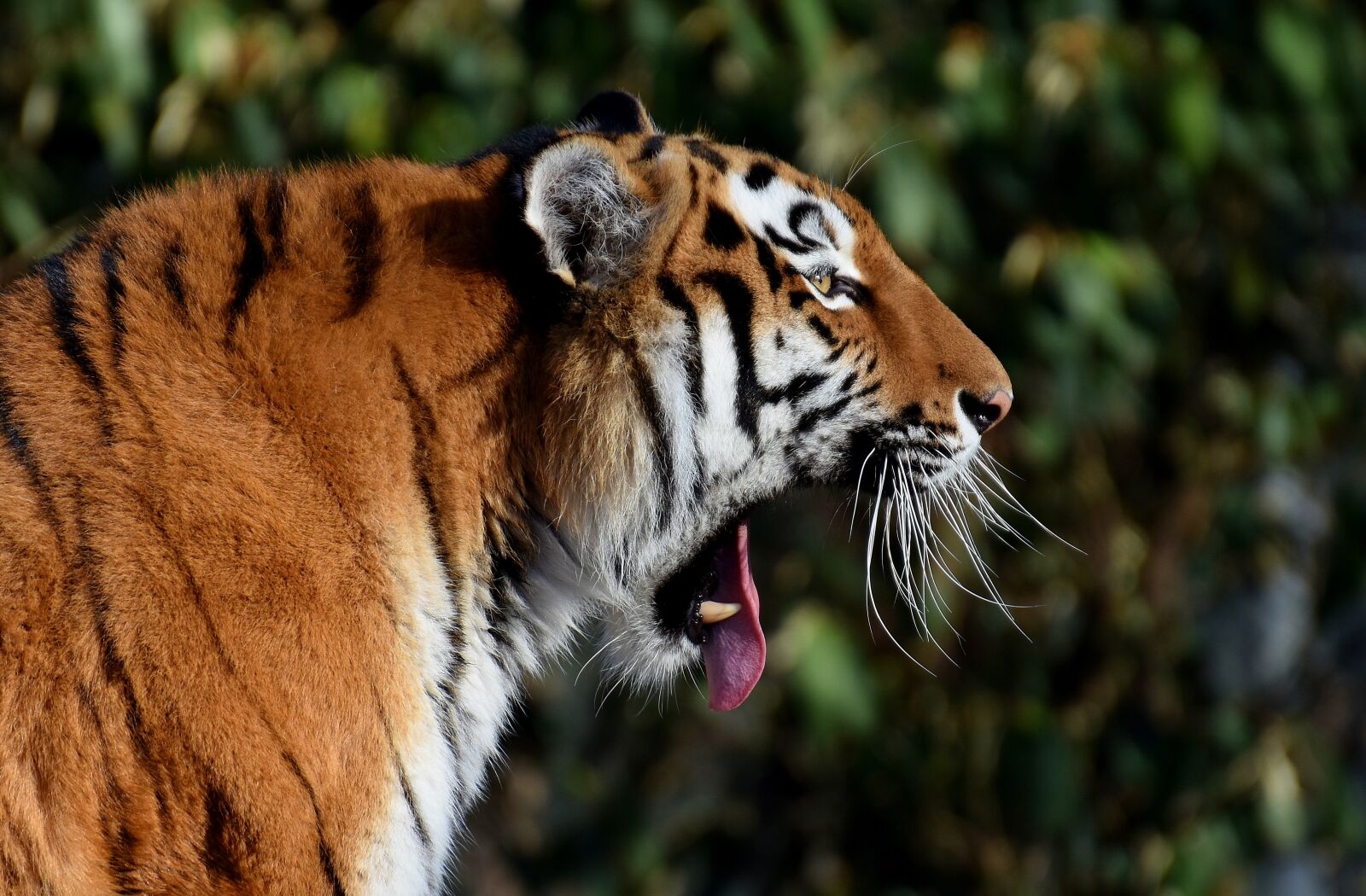 Nikon D7200 sample photo. Tiger, predator, yawn photography