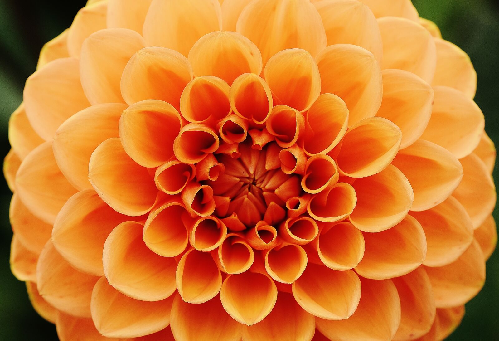 Nikon D7200 sample photo. Dahlia, dahlias, autumn photography