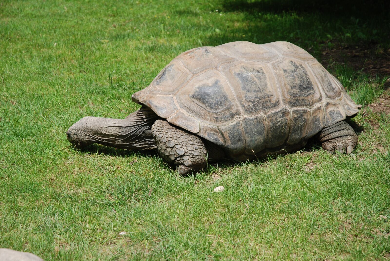 Nikon D80 sample photo. Turtle, rush, green photography