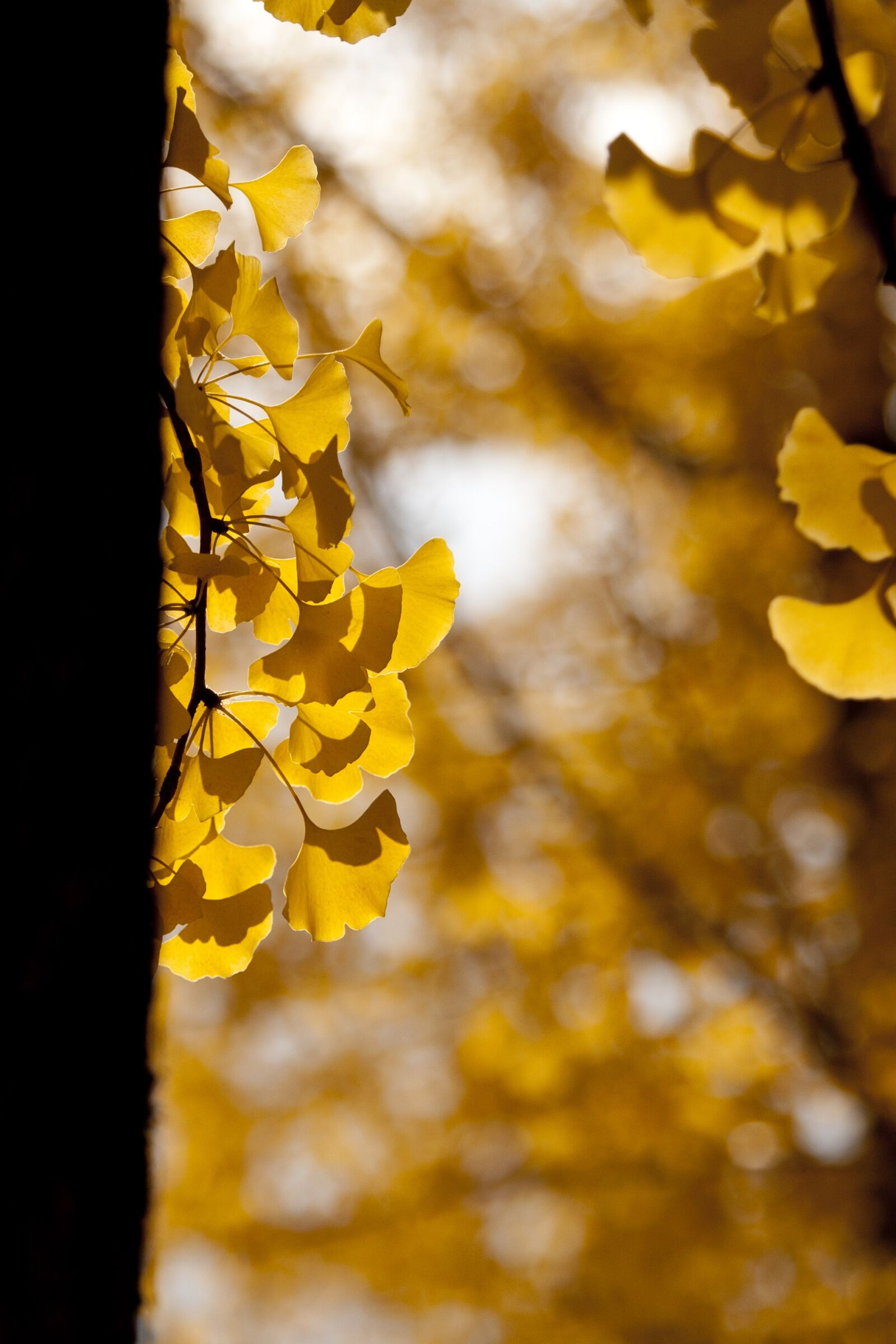 Canon EOS 5D sample photo. Ginkgo, autumn, leaves photography