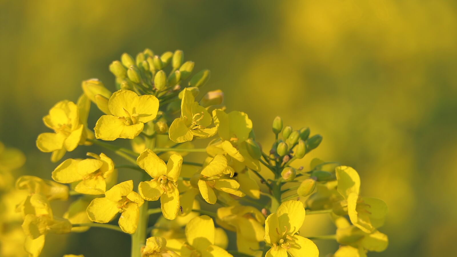 Panasonic Lumix DMC-FZ2500 (Lumix DMC-FZ2000) sample photo. Rapeseed, flower, yellow photography
