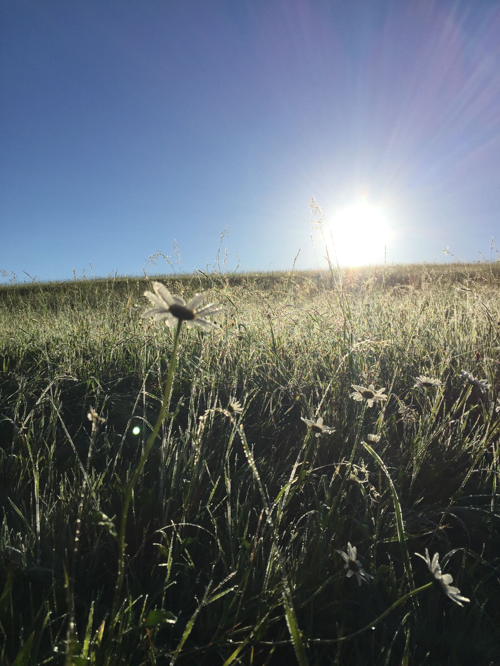 Apple iPhone 6 sample photo. Grass, sun, field photography