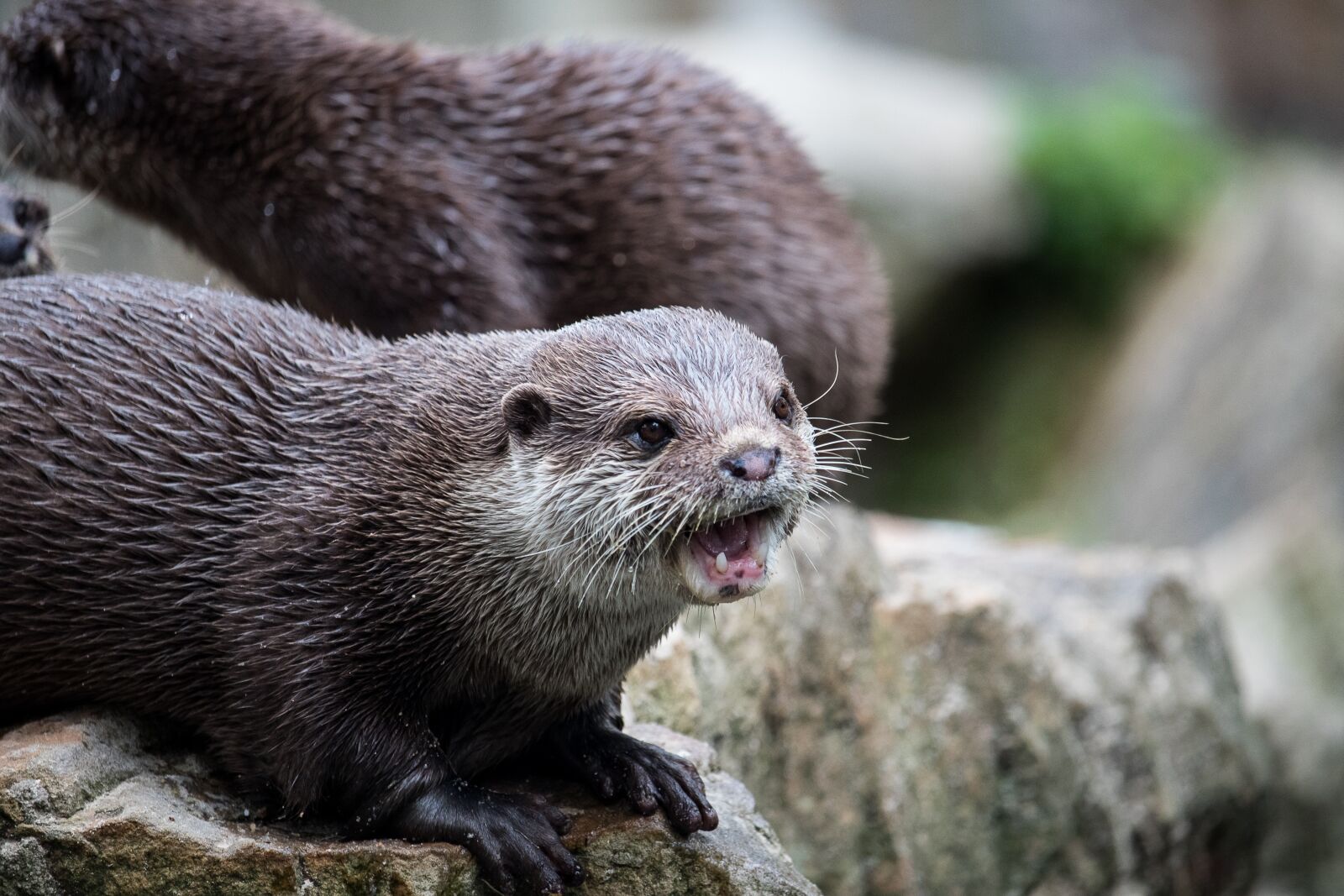Canon EF-S 55-250mm F4-5.6 IS STM sample photo. Otter, mammal, rodent photography