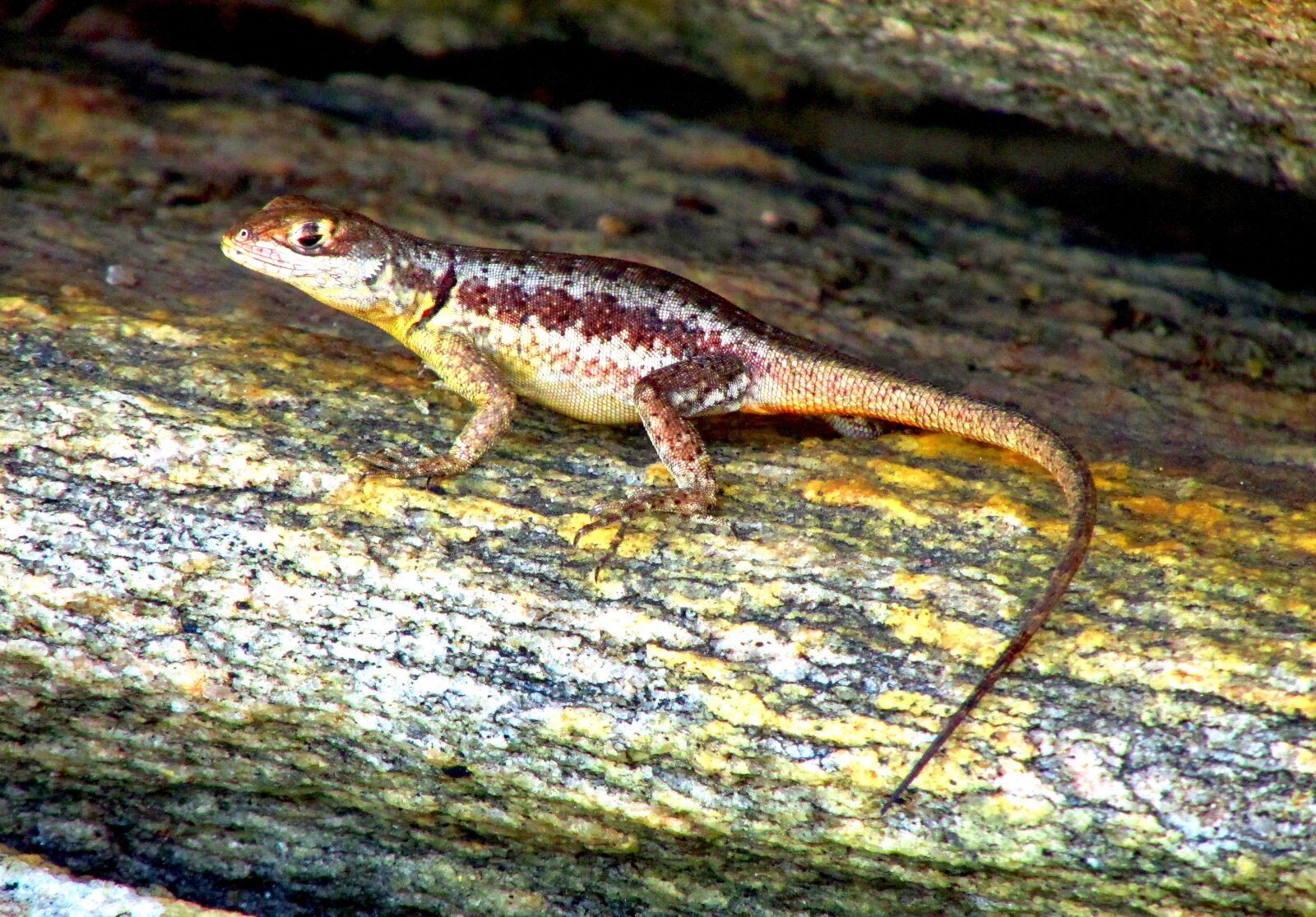 Canon PowerShot SX170 IS sample photo. Lizard, animal, nature photography