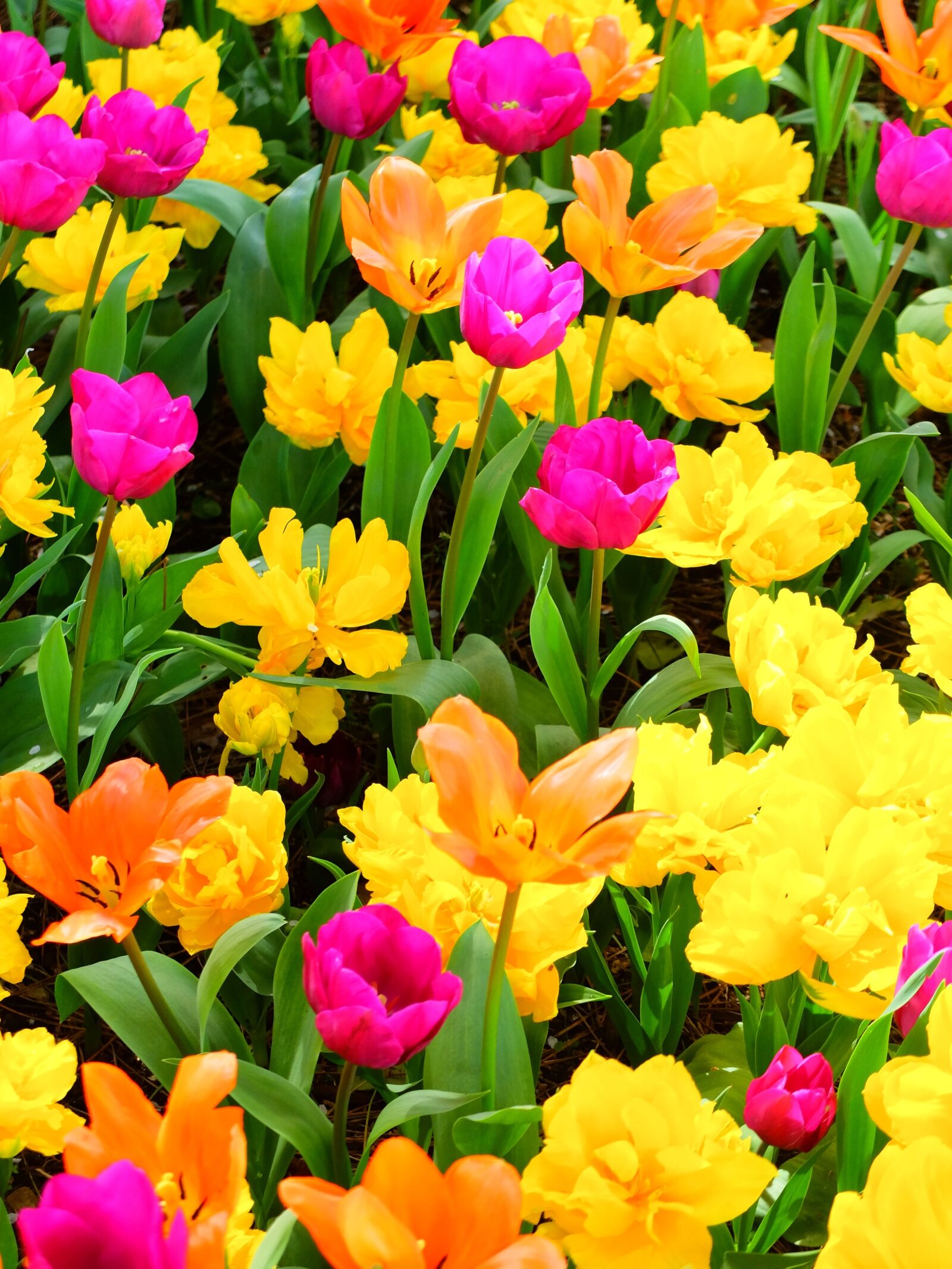 Fujifilm X30 sample photo. Flowers, garden, flower garden photography