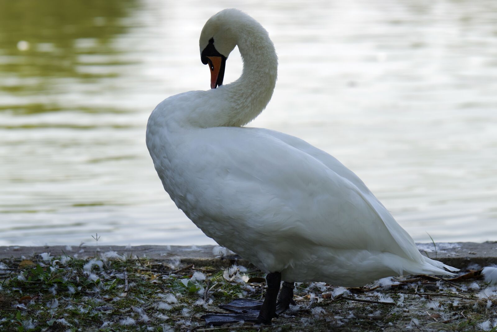 Nikon D5300 sample photo. The swan, bird, white photography