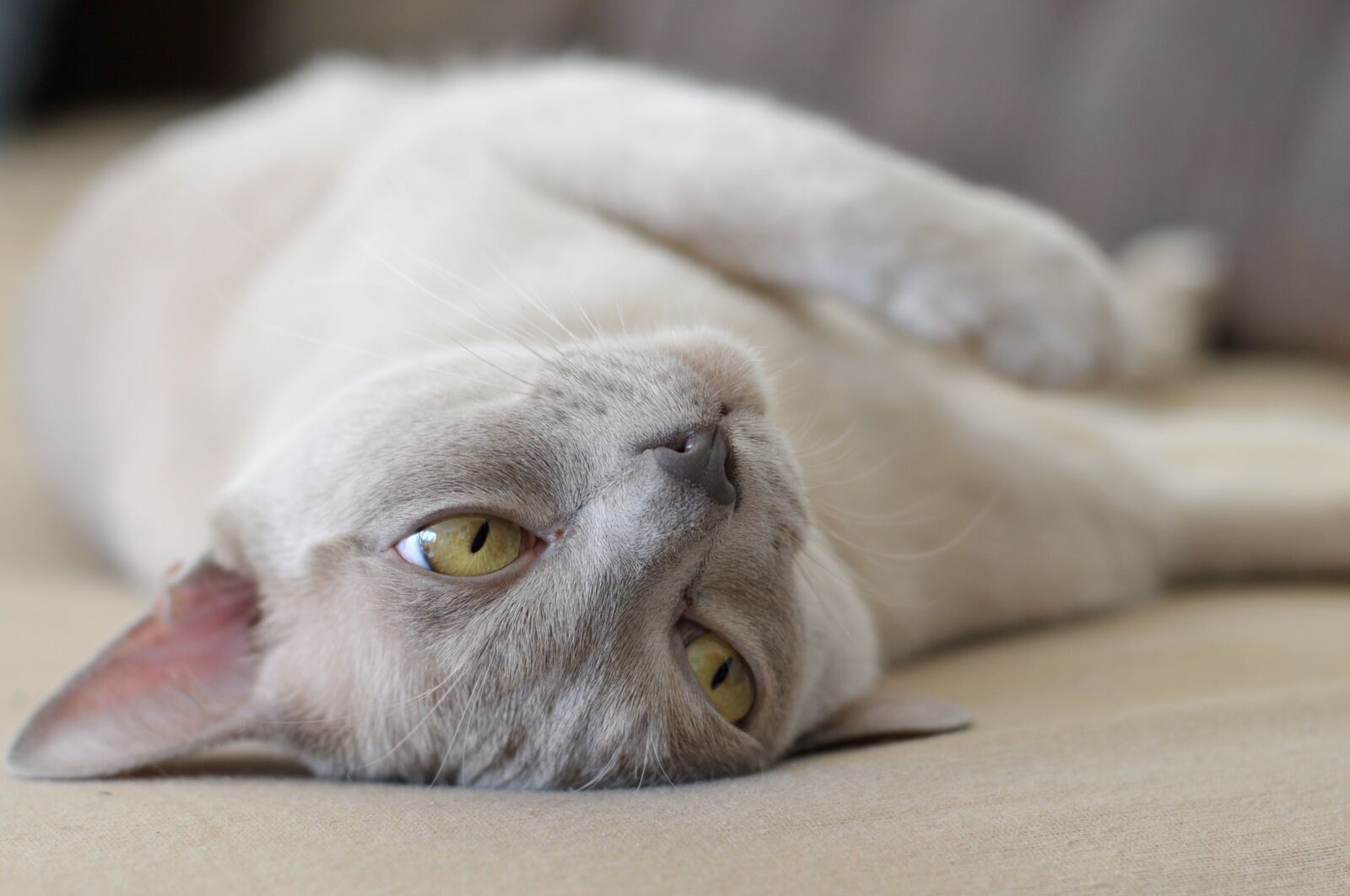 Nikon D300S sample photo. Cat, pet photography