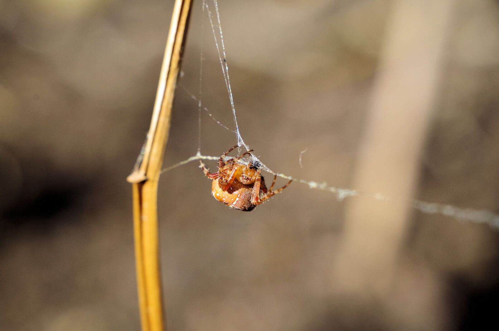 Pentax K-50 sample photo. Spider, araneus, spin threads photography