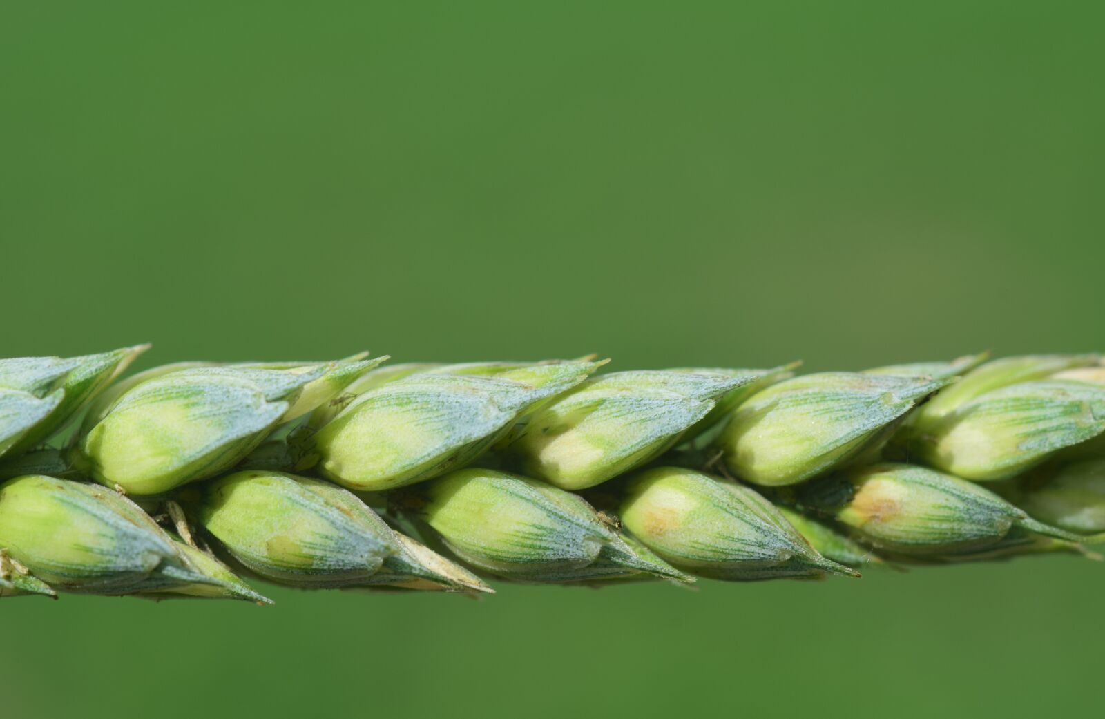 Nikon D3300 sample photo. Wheat, cereals, grain photography
