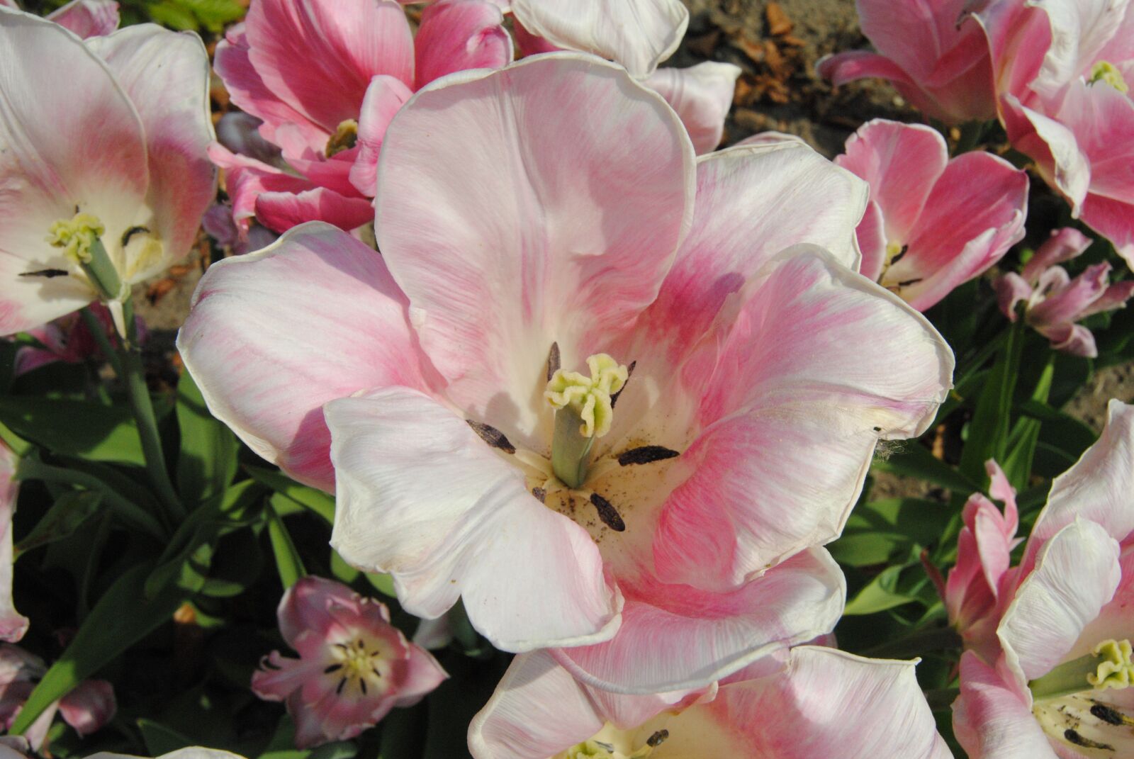 Nikon D3000 sample photo. Flower, pink, flora photography