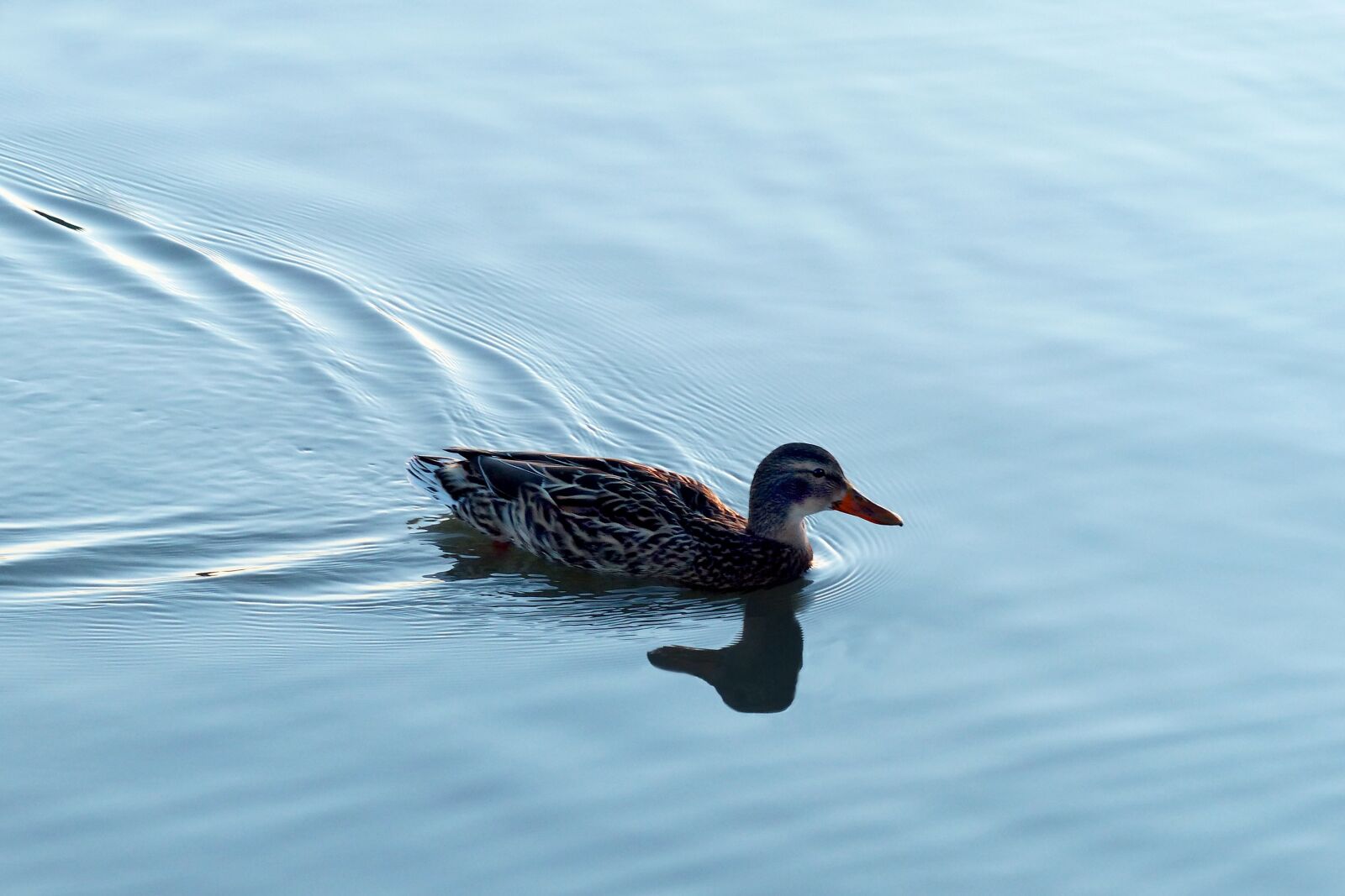 Panasonic Lumix DMC-FZ200 sample photo. Bird, lake, waters photography