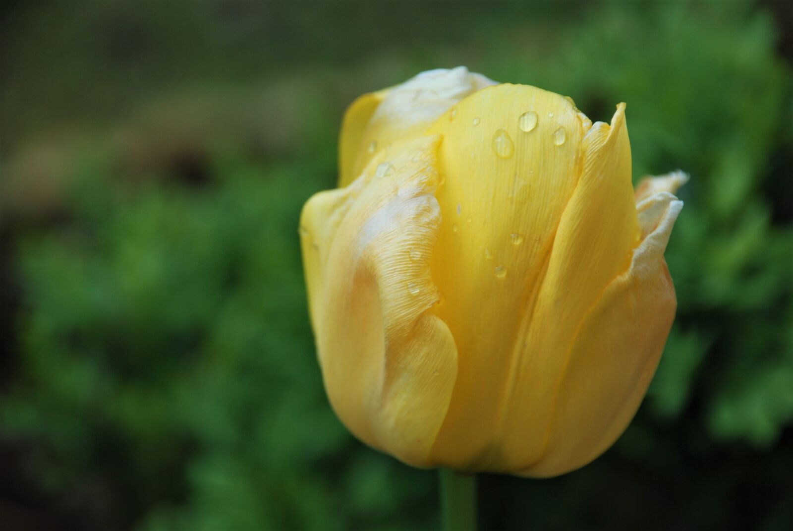 Nikon D80 sample photo. Tulip, yellow, blossom photography