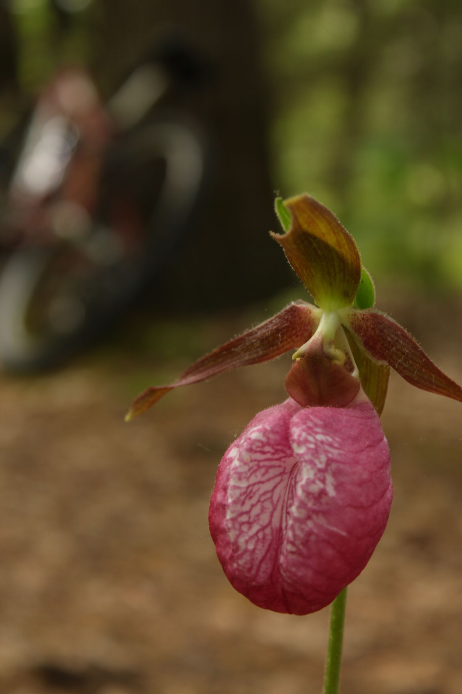 Canon EOS 500D (EOS Rebel T1i / EOS Kiss X3) sample photo. Lady's slipper, orchid, hiking photography