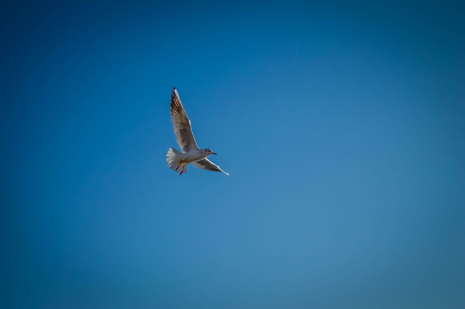 Nikon D3200 sample photo. Autumn, azov, birds photography