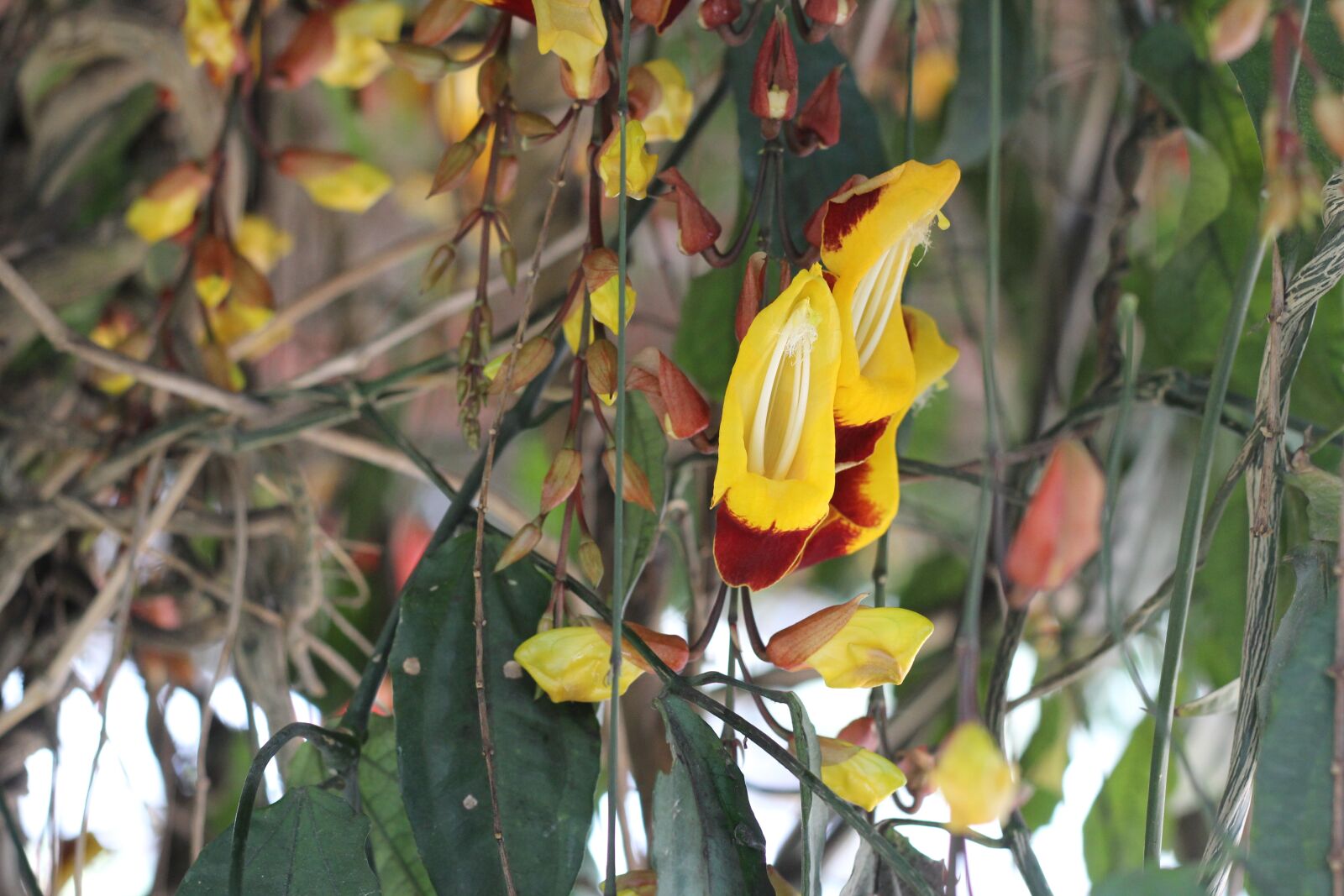 Canon EOS 60D + Canon EF 50mm F1.8 II sample photo. Orchid, hang, garden photography