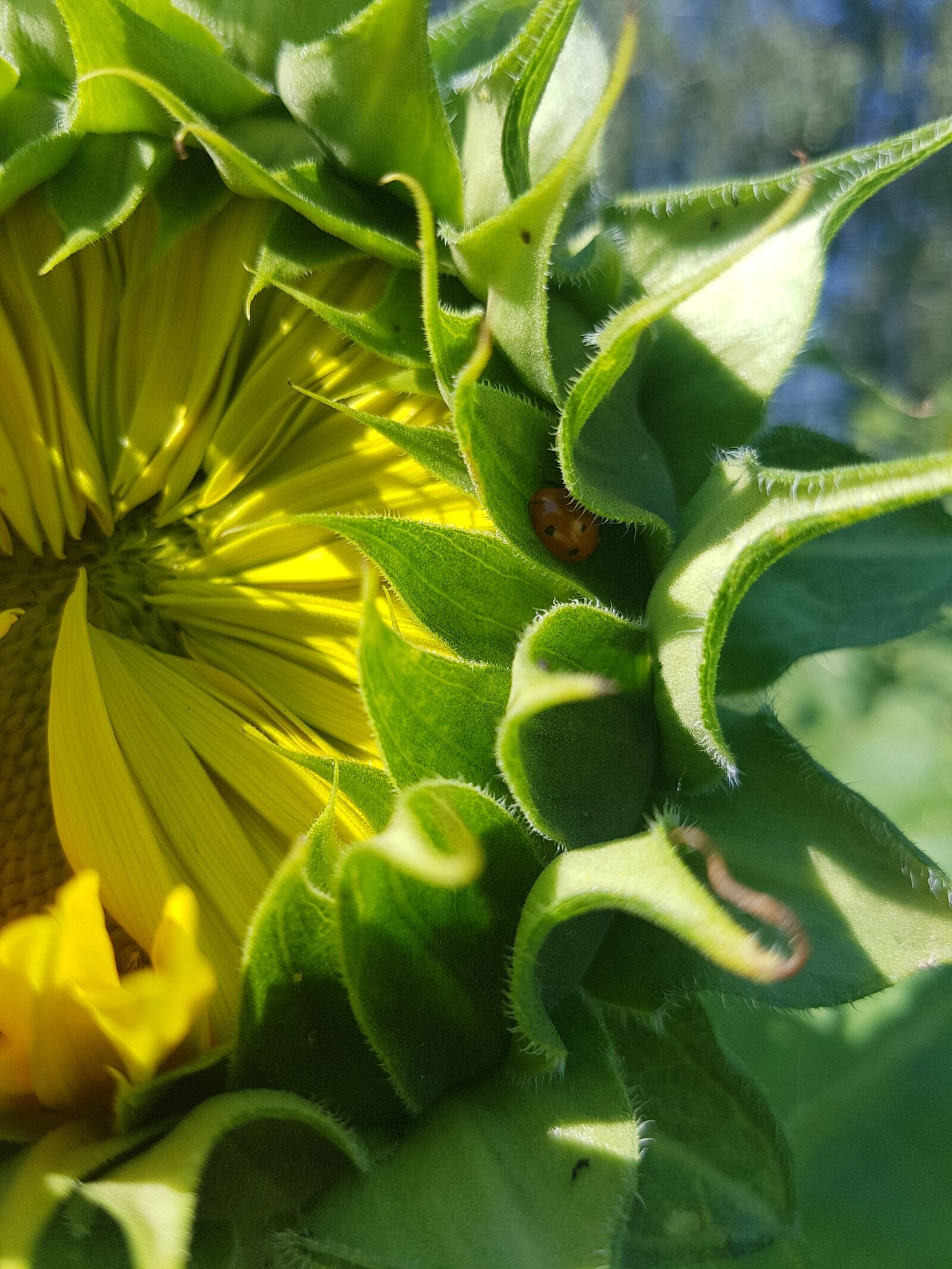 Samsung Galaxy S7 Edge sample photo. Sunflower, flower, bug photography