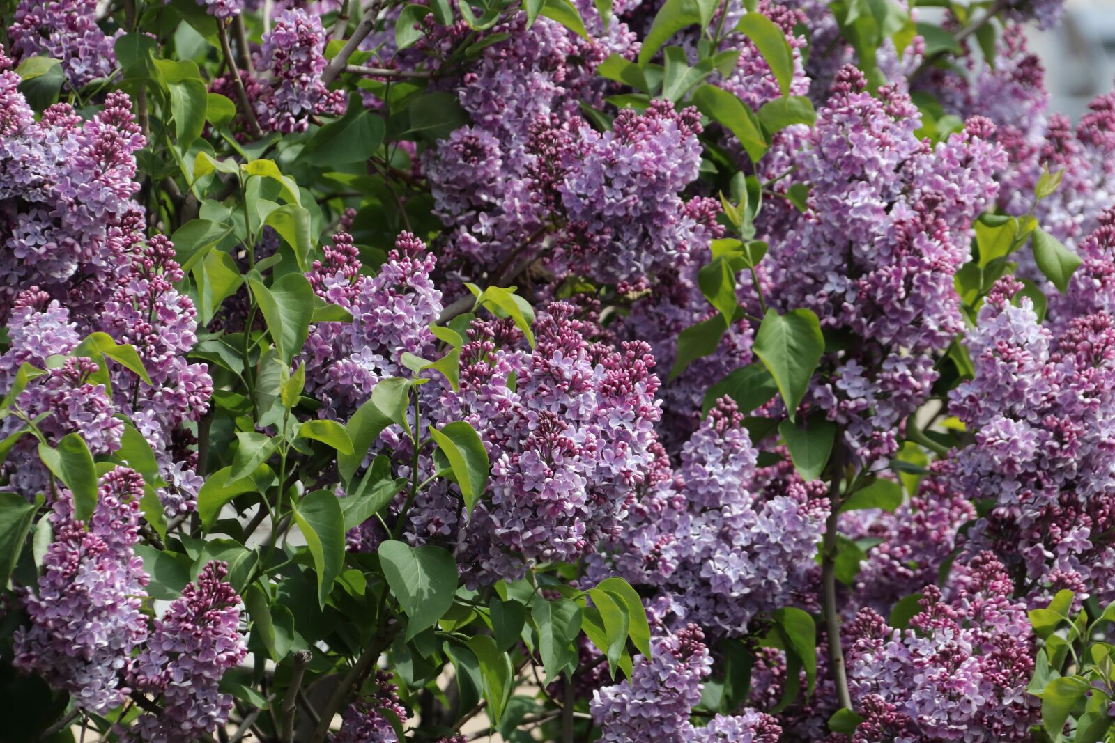 Canon EOS 77D (EOS 9000D / EOS 770D) sample photo. Lilac, flowers, spring photography