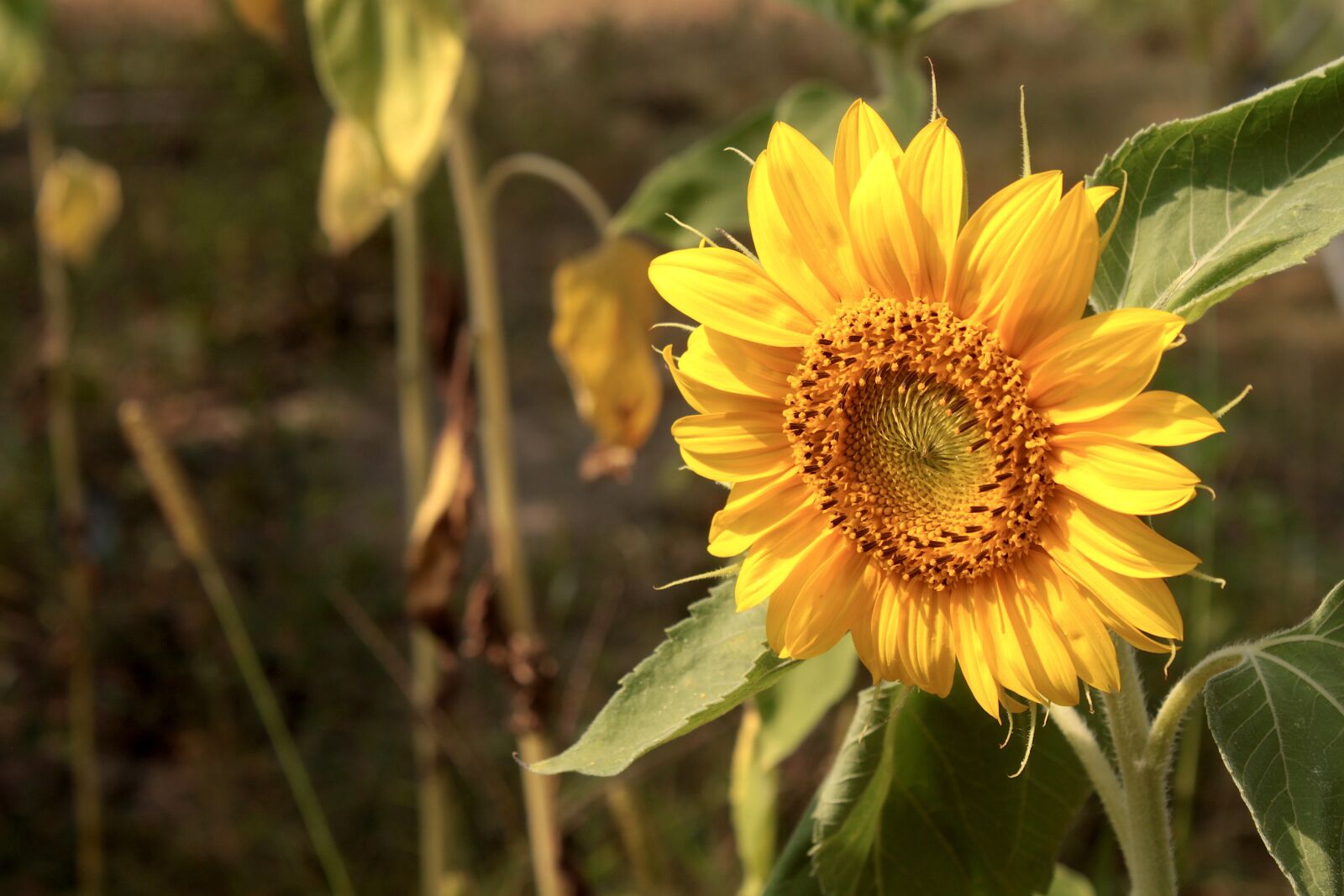 Canon EOS 500D (EOS Rebel T1i / EOS Kiss X3) sample photo. Sunflower, yellow, flower photography