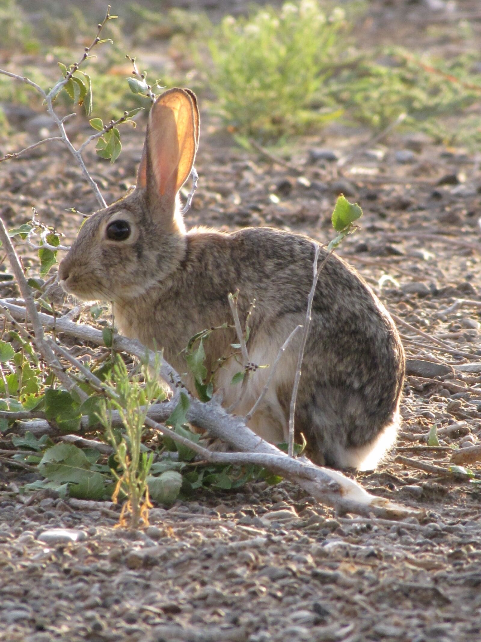 Canon PowerShot SX10 IS sample photo. Desert cottontail, rabbit, bunny photography