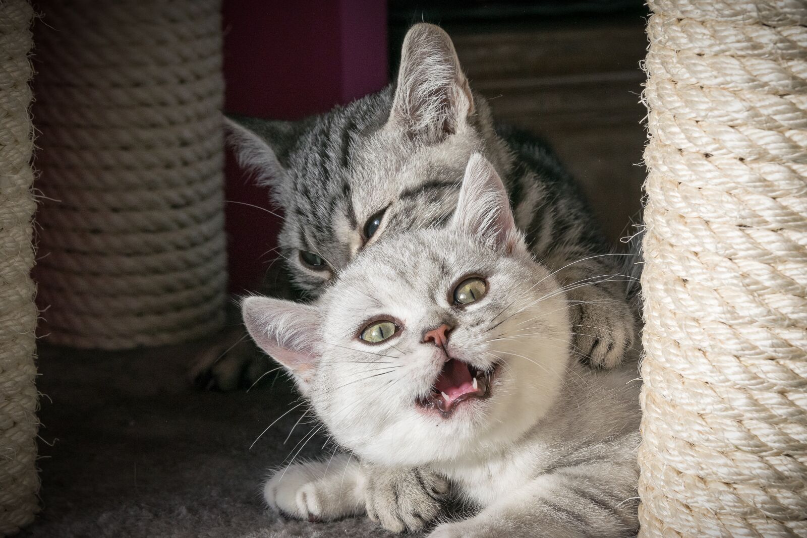 Nikon D5300 sample photo. Putties, cat, kitten photography