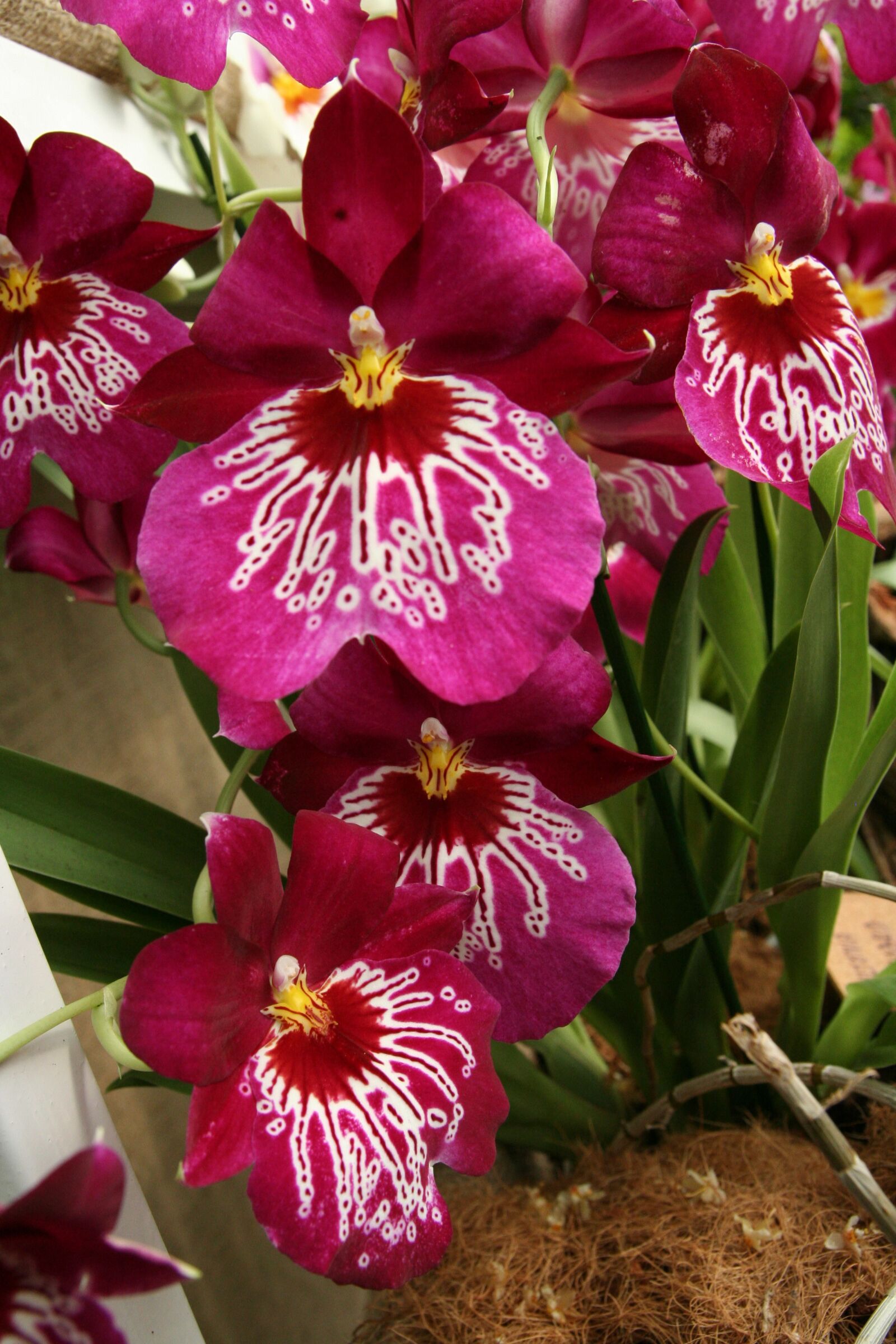 Canon EOS 350D (EOS Digital Rebel XT / EOS Kiss Digital N) sample photo. Orchids, rarity, exotic photography