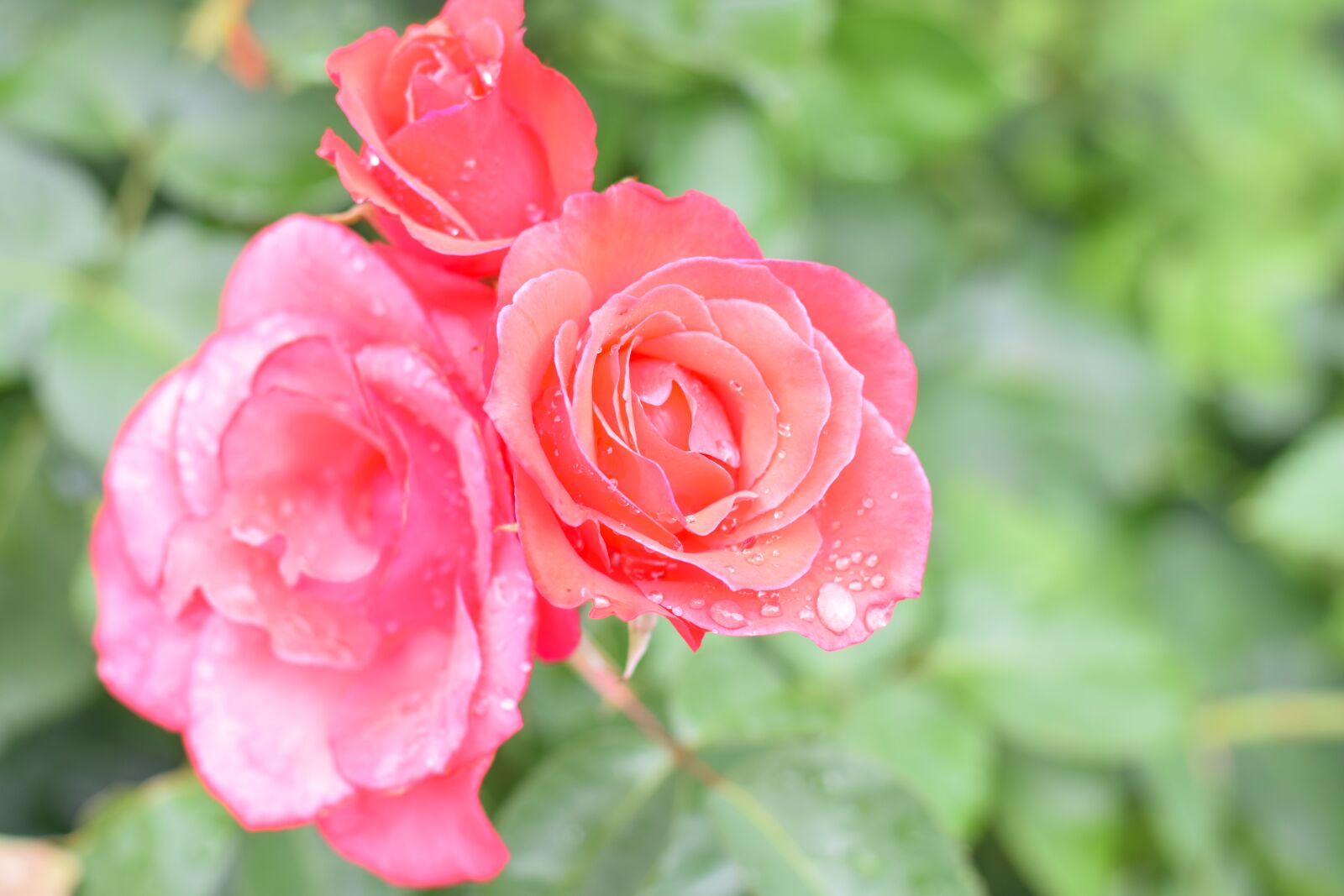 Nikon D3300 sample photo. Rose, flower, petal photography
