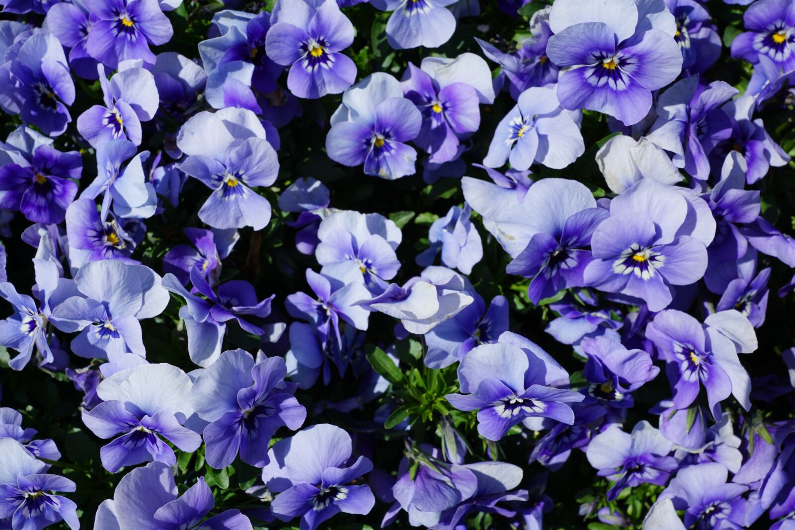 Sony DT 16-50mm F2.8 SSM sample photo. Pansy, flower, purple photography