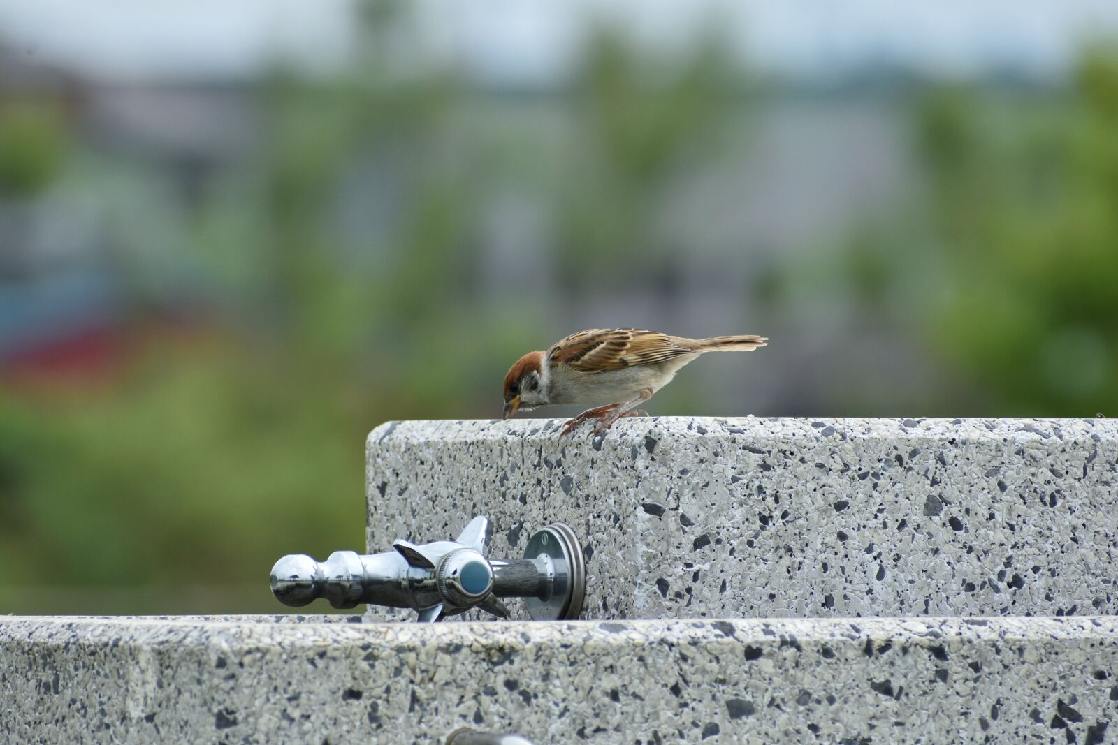 Nikon D7200 sample photo. Animal, water service, bird photography