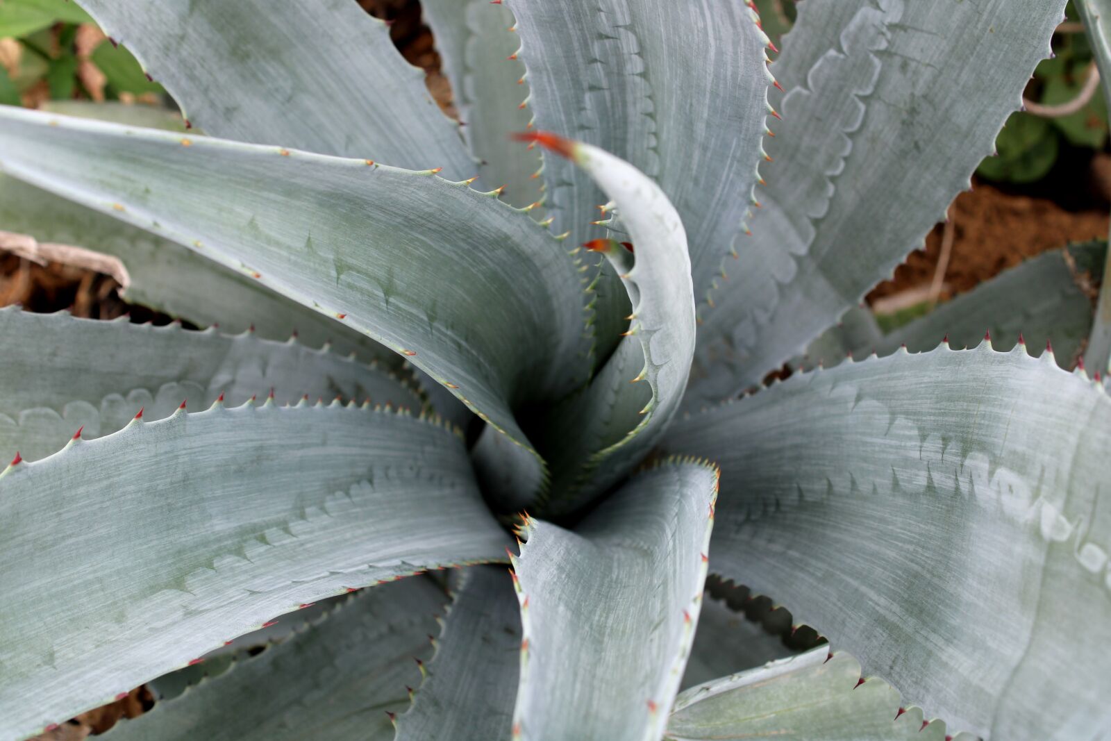 Canon EOS 2000D (EOS Rebel T7 / EOS Kiss X90 / EOS 1500D) sample photo. Agave tequilana plant leaves photography