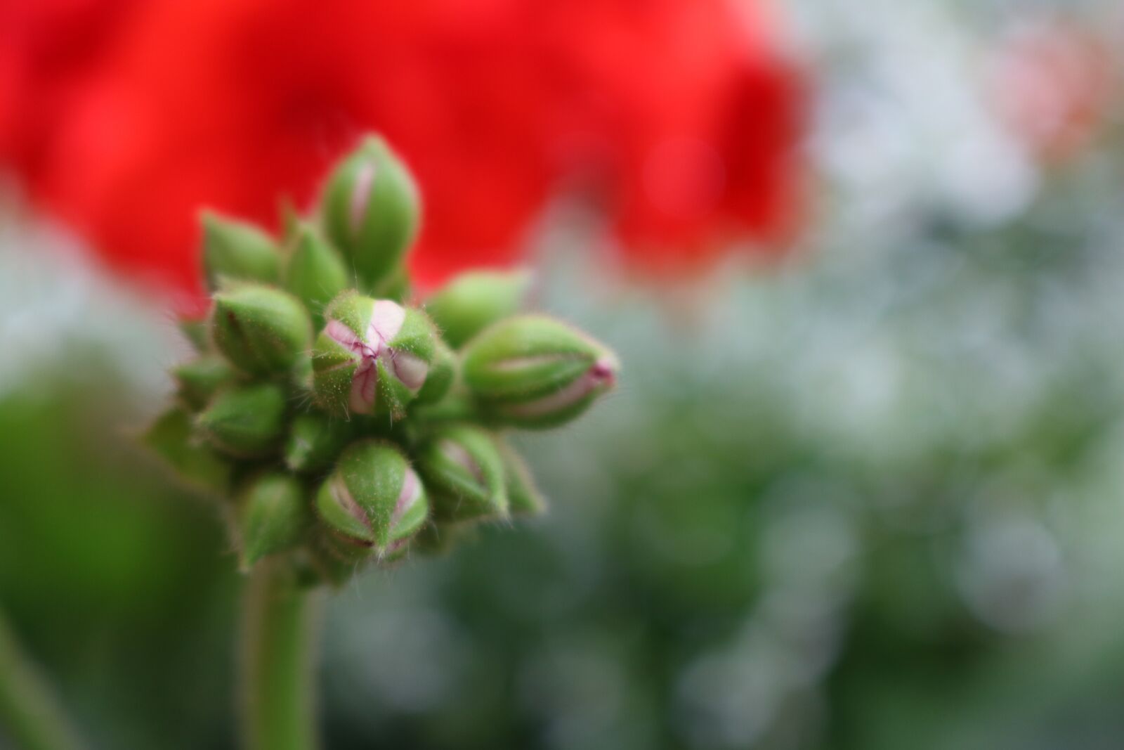 Canon EOS 750D (EOS Rebel T6i / EOS Kiss X8i) sample photo. Flower, spring, plant photography