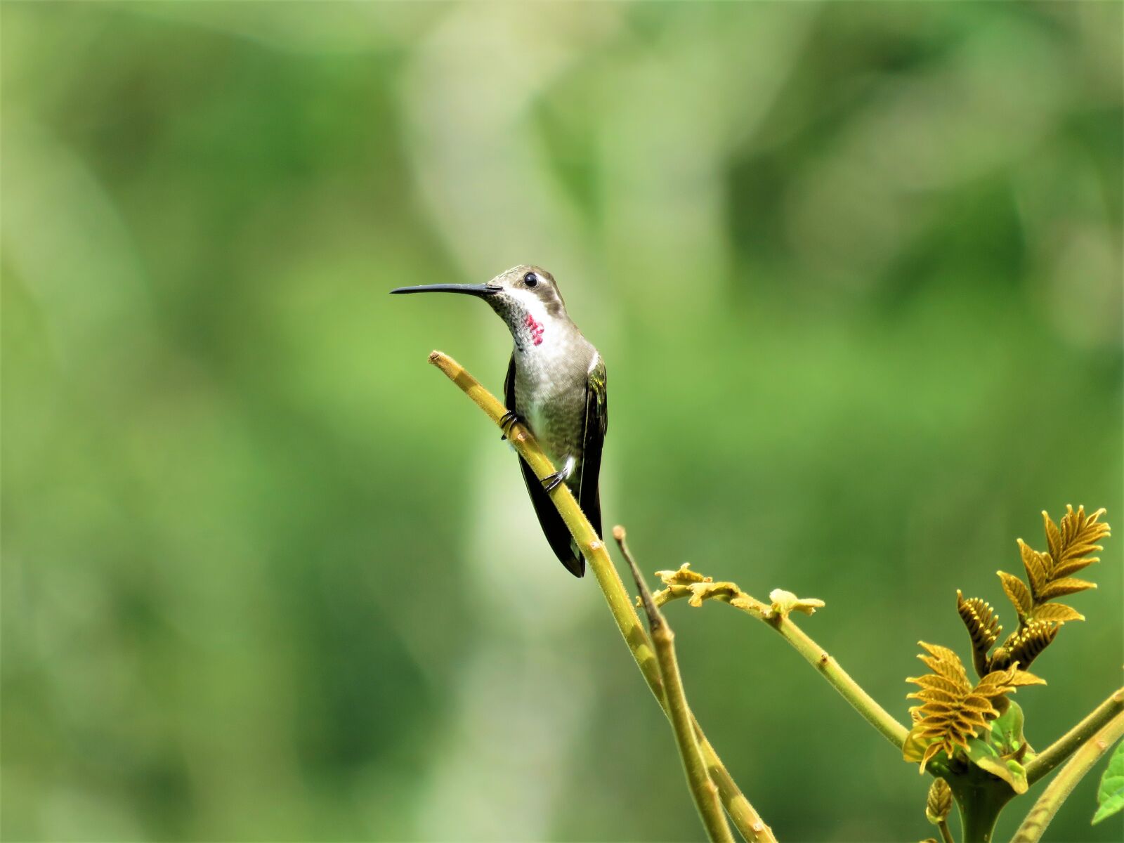 Canon PowerShot SX60 HS sample photo. Hummingbird, closeup, birding photography