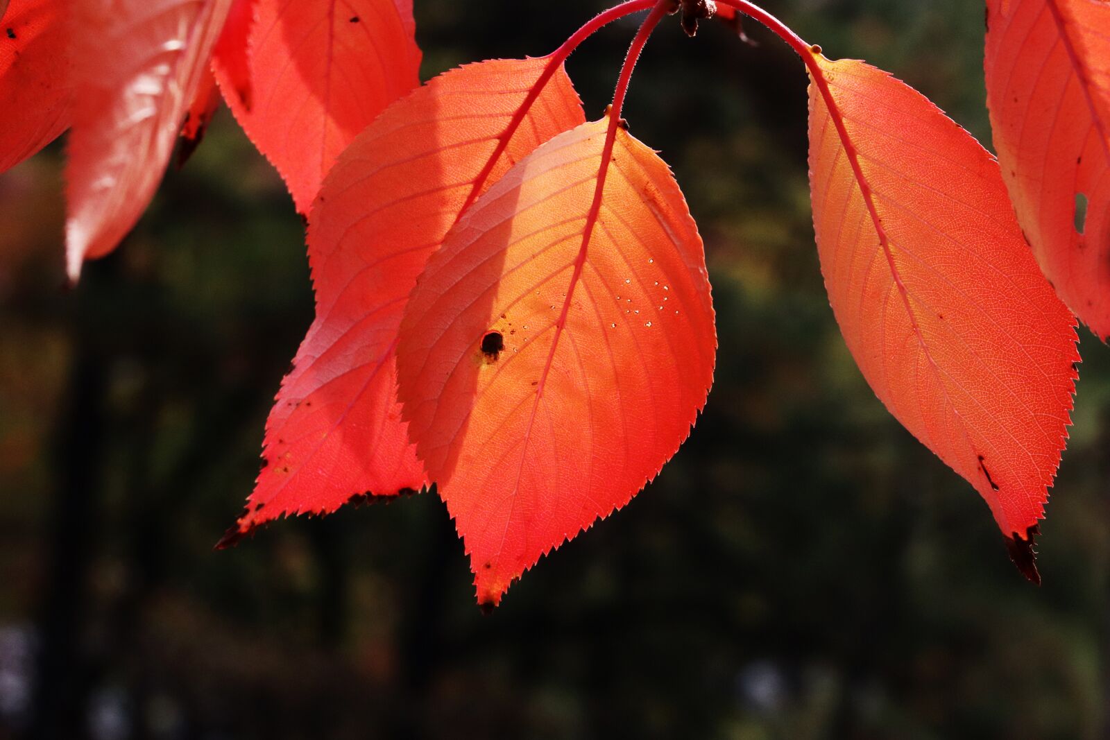 Canon EOS 800D (EOS Rebel T7i / EOS Kiss X9i) sample photo. Autumn leaves, maple, autumn photography
