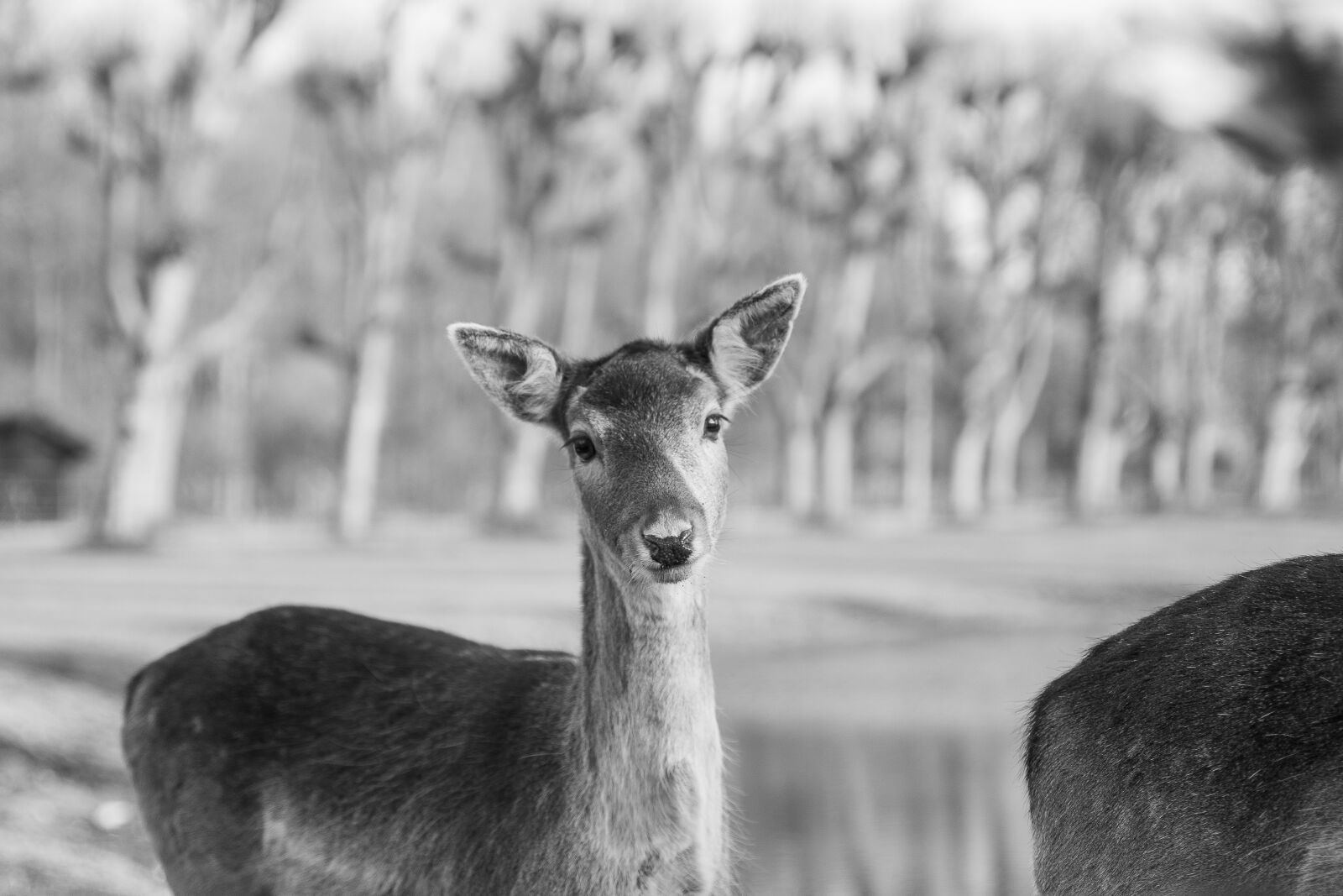 Canon EOS 6D Mark II sample photo. Deer, fallow deer, fallow photography