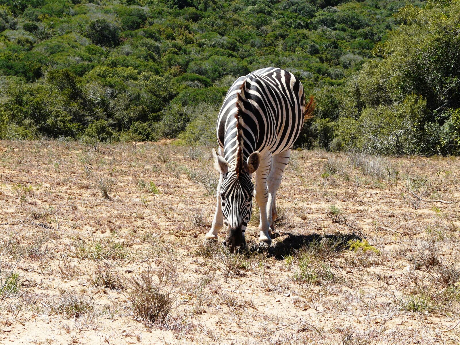 Panasonic DMC-FZ18 sample photo. Zebra, addo, national park photography