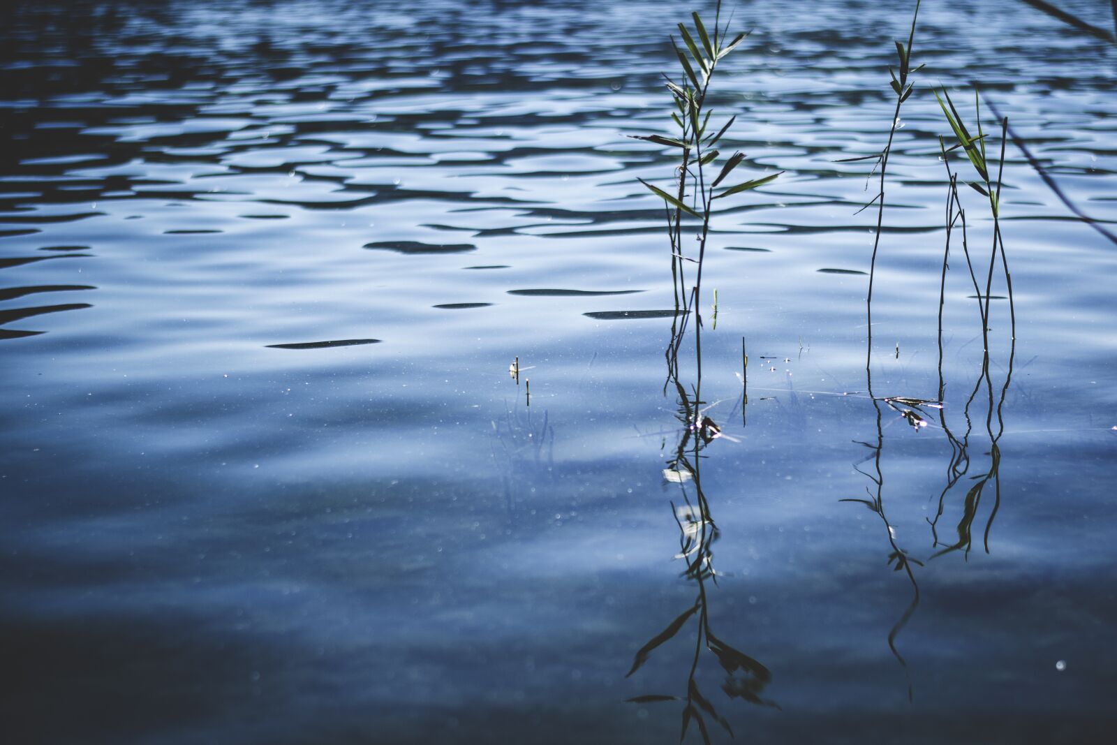 Nikon D5300 sample photo. Lake, pools, biotope photography
