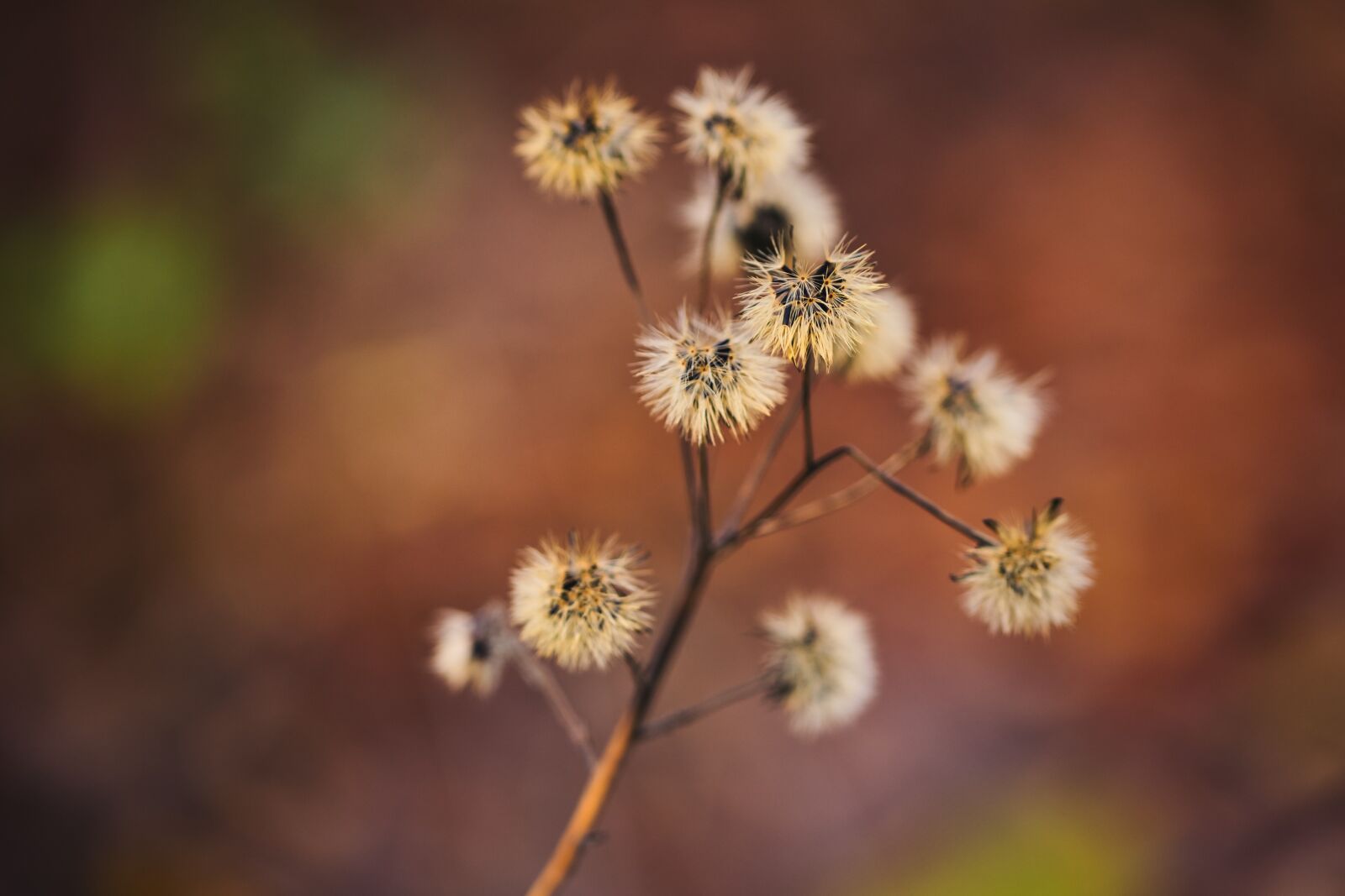 Canon EOS 6D sample photo. Macro, blossom, bloom photography