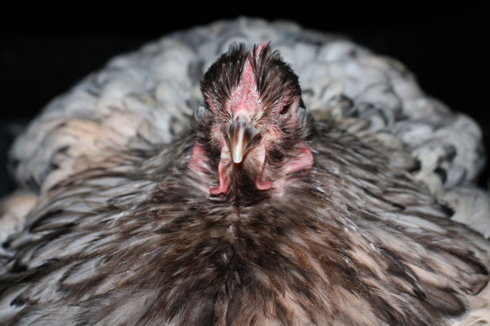 Canon EOS 2000D (EOS Rebel T7 / EOS Kiss X90 / EOS 1500D) sample photo. Chicken, hen, poultry photography