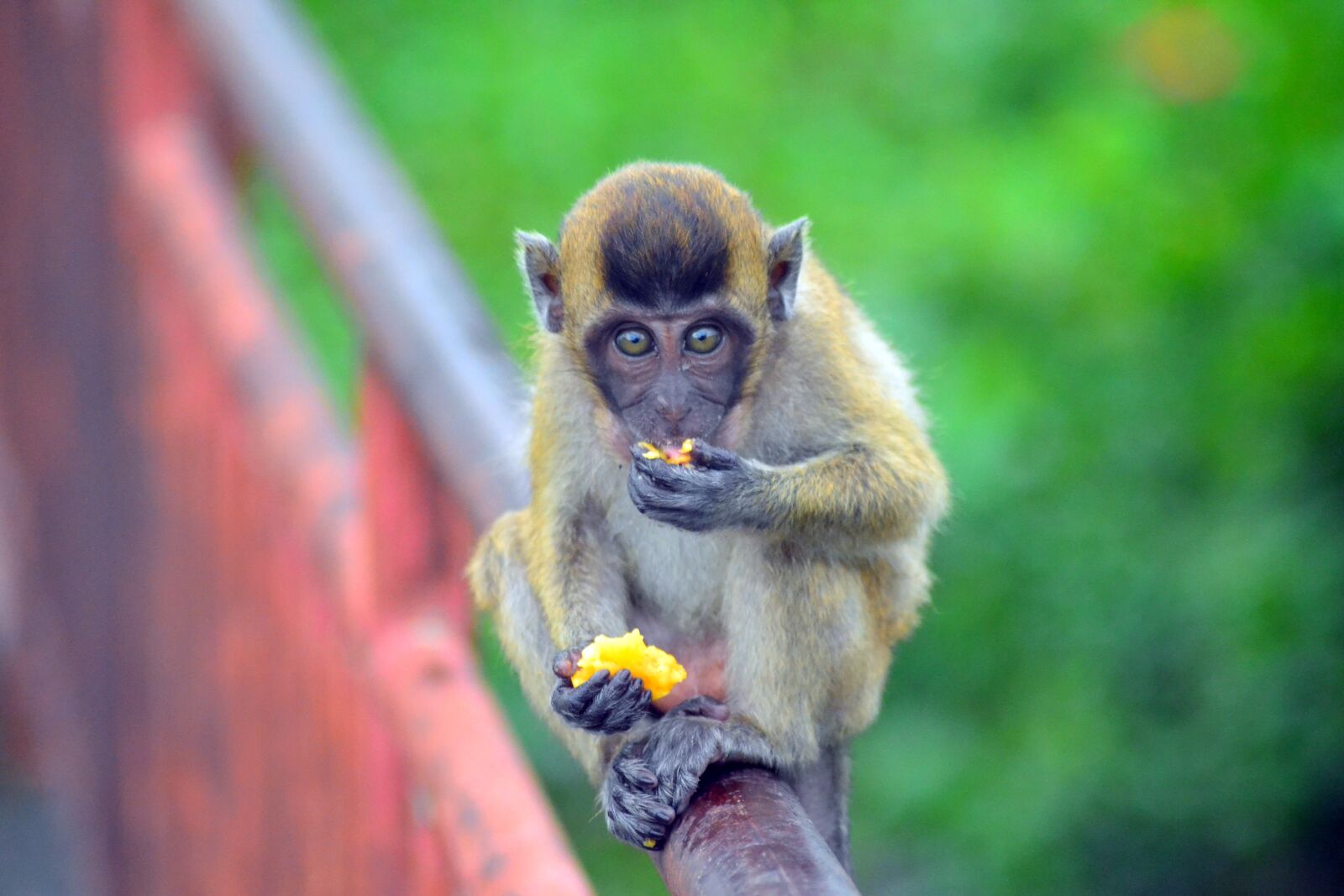 Nikon D3100 sample photo. Monkey, macaque, animal photography