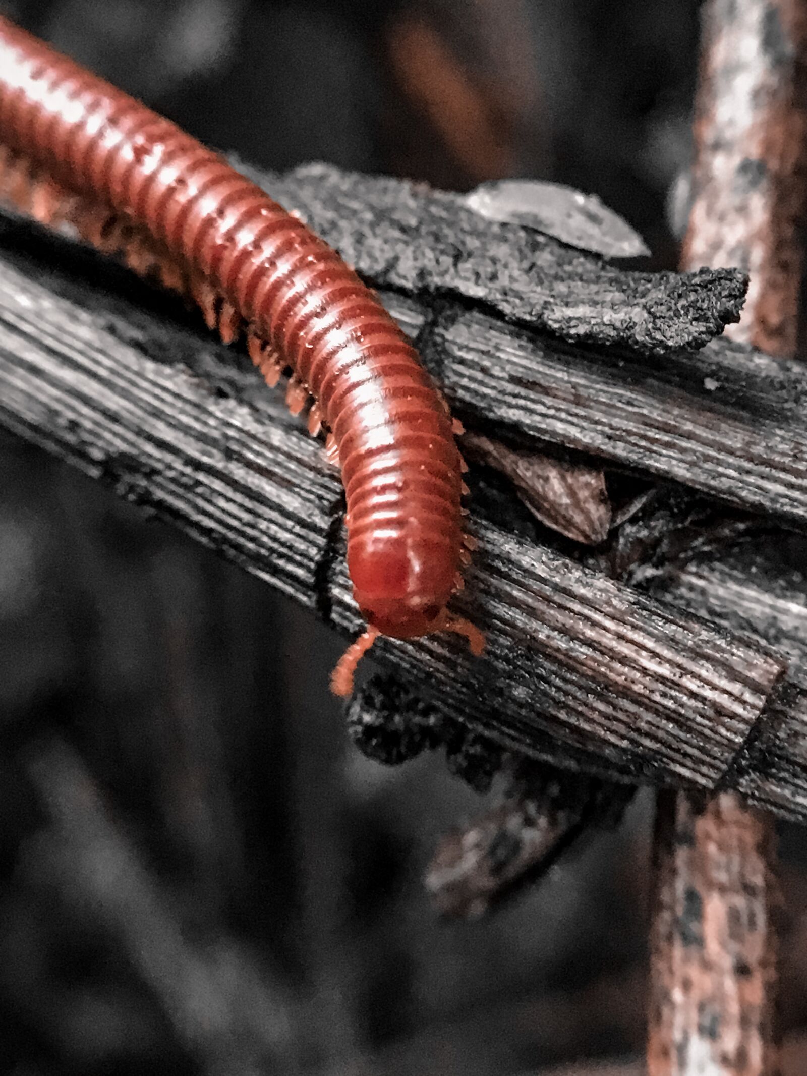 iPhone SE back camera 4.15mm f/2.2 sample photo. Millipede, animal, centipede photography
