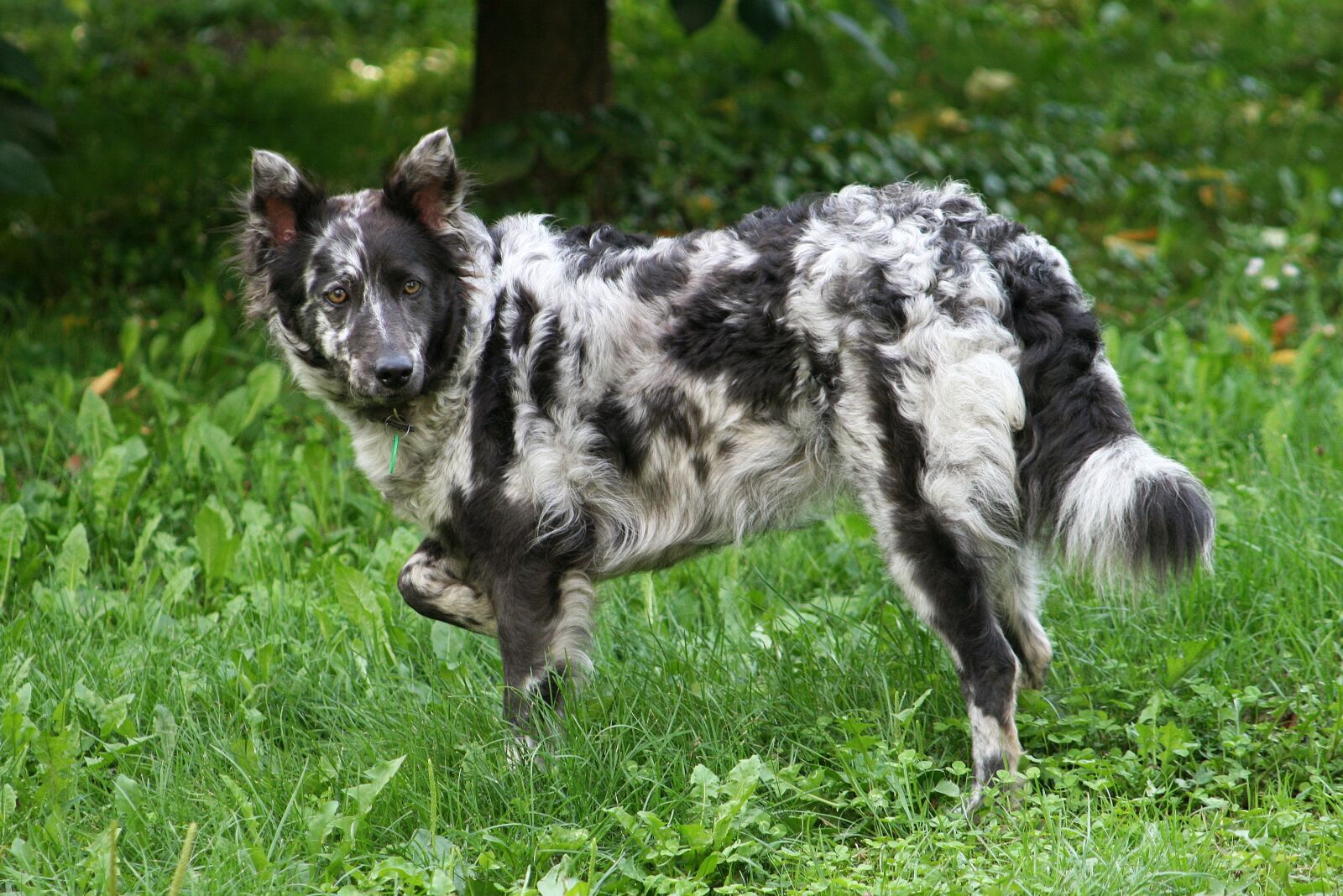 Canon EOS 400D (EOS Digital Rebel XTi / EOS Kiss Digital X) sample photo. Dog, herding dog, spotted photography