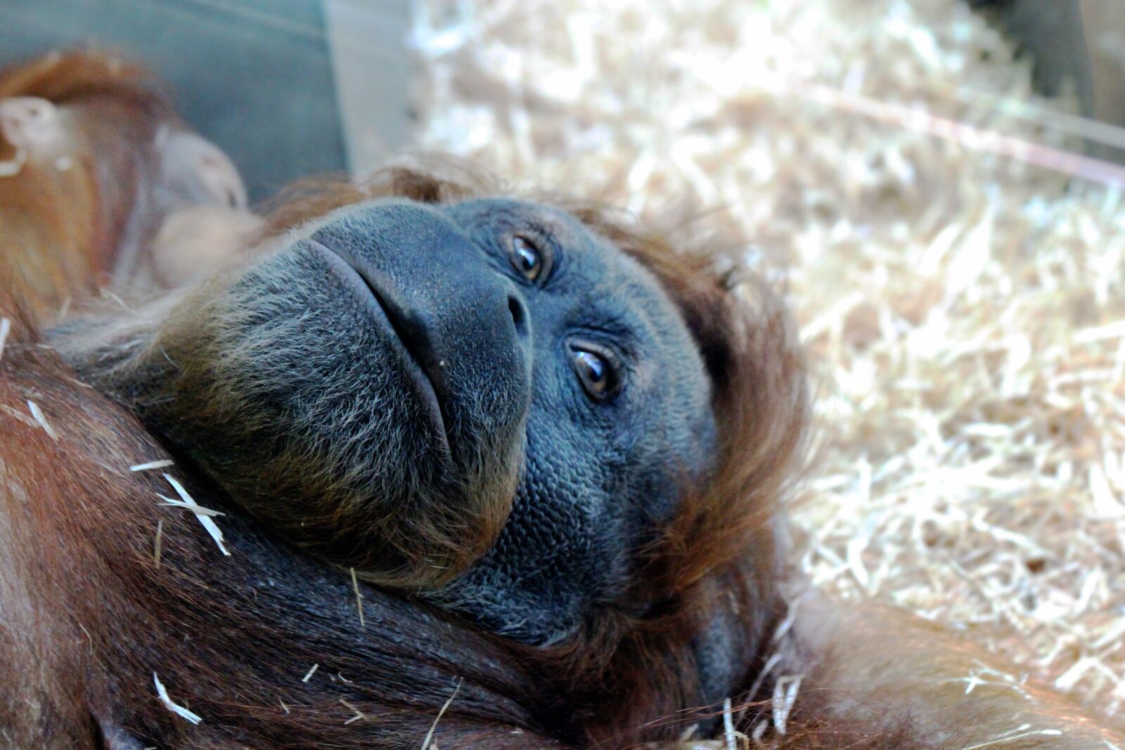 Canon EOS 650D (EOS Rebel T4i / EOS Kiss X6i) sample photo. Orangutan, monkey, lies photography