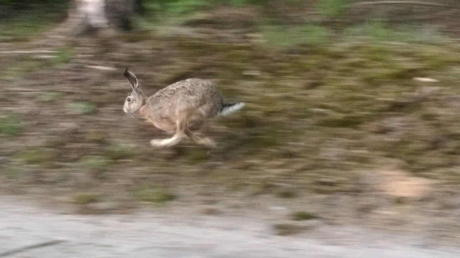 HTC DESIRE 820 sample photo. Hare, forest, animals photography