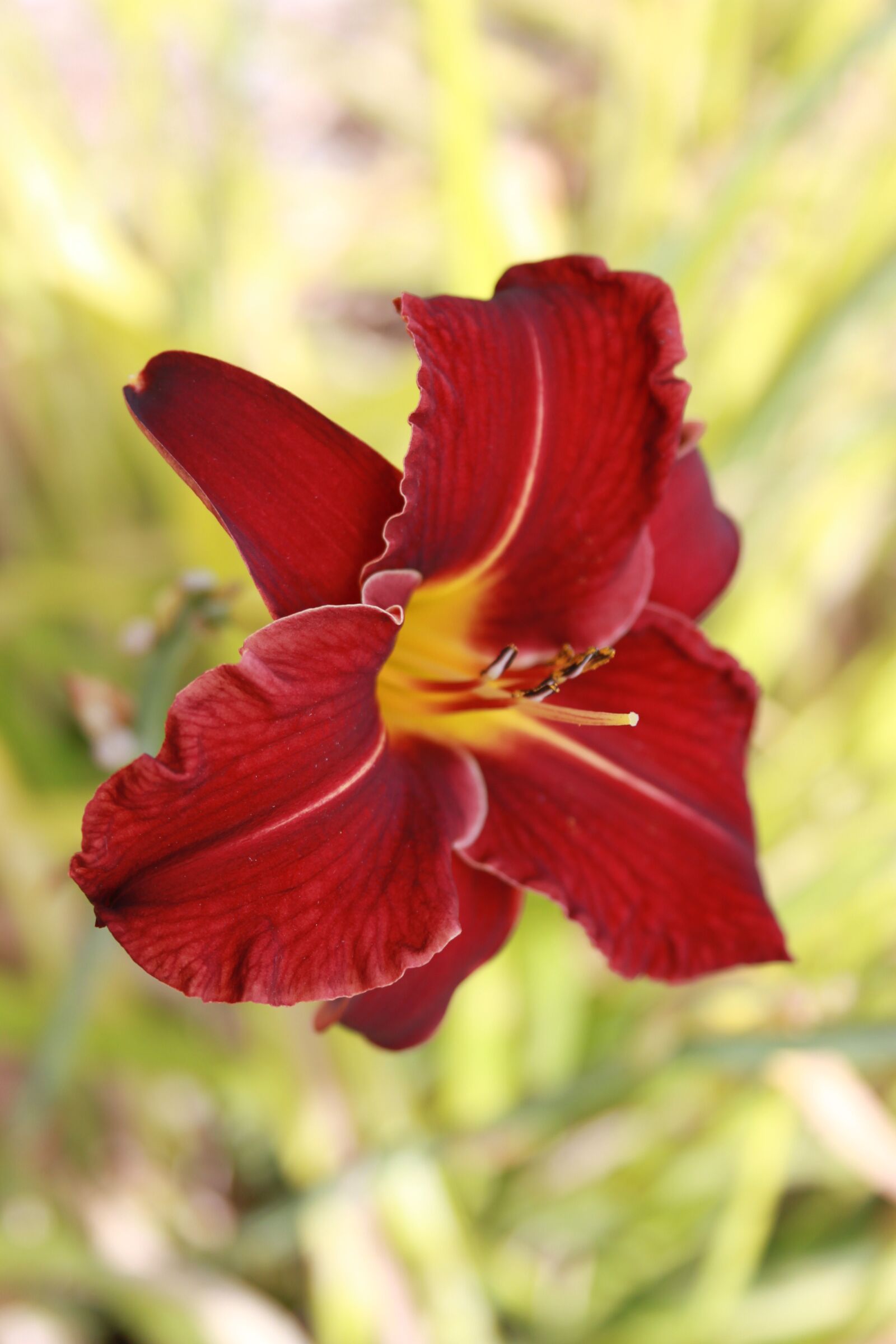 Canon EOS 500D (EOS Rebel T1i / EOS Kiss X3) sample photo. Day-lily, lily, summer photography