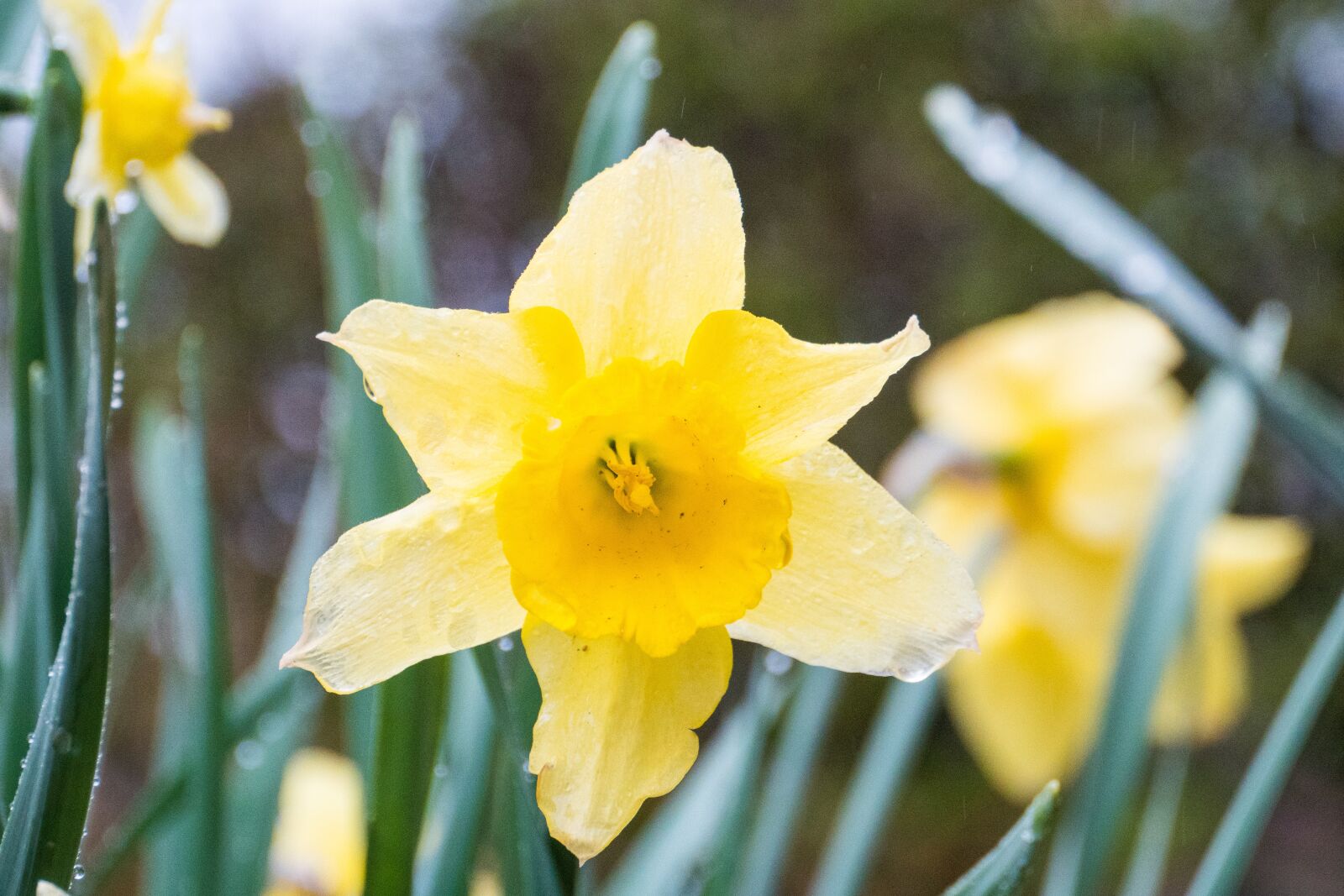 Panasonic Lumix DC-G9 sample photo. Daffodil, yellow, nature photography