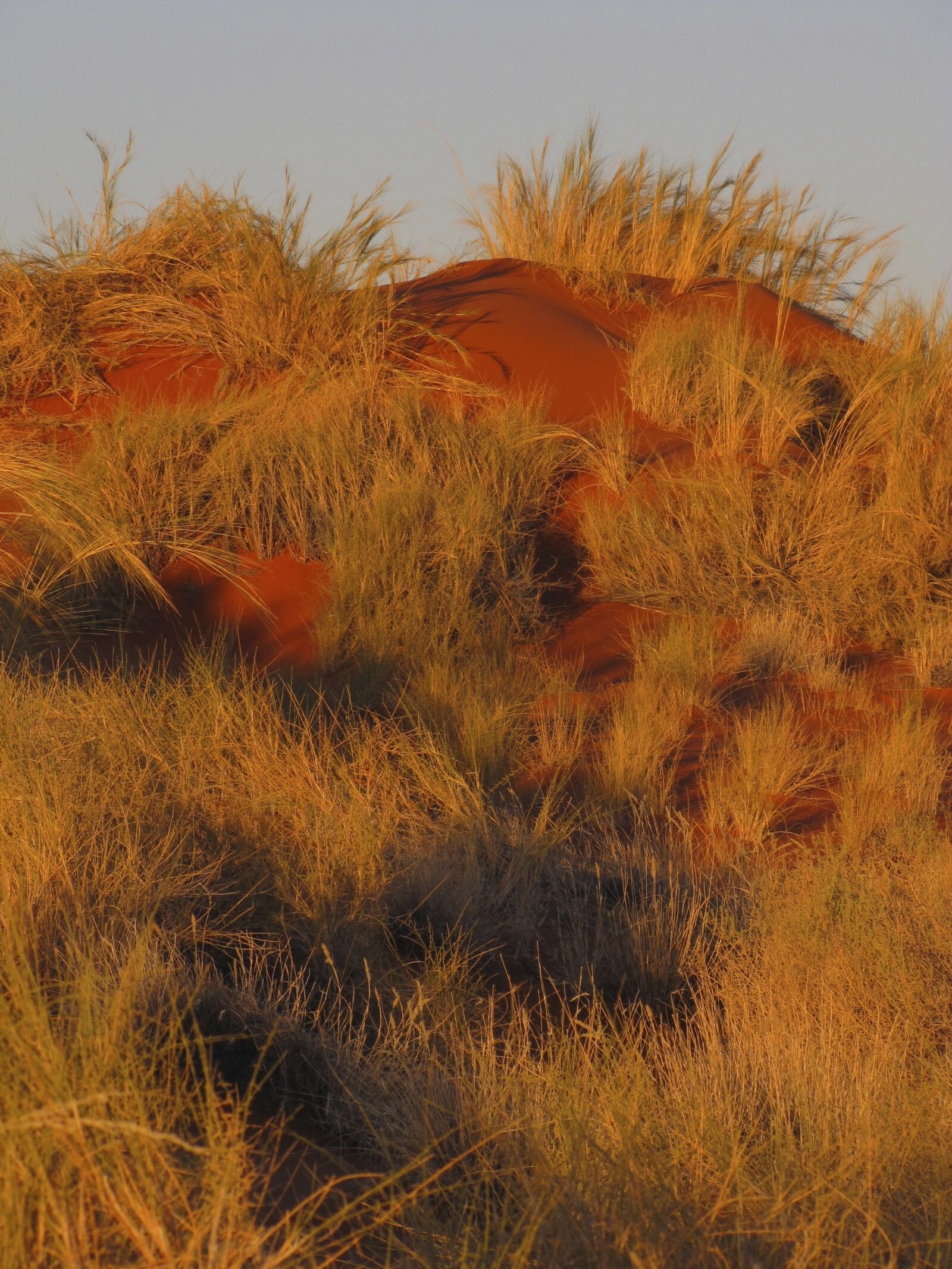 Canon PowerShot SX10 IS sample photo. Sand dune, grass, namibia photography