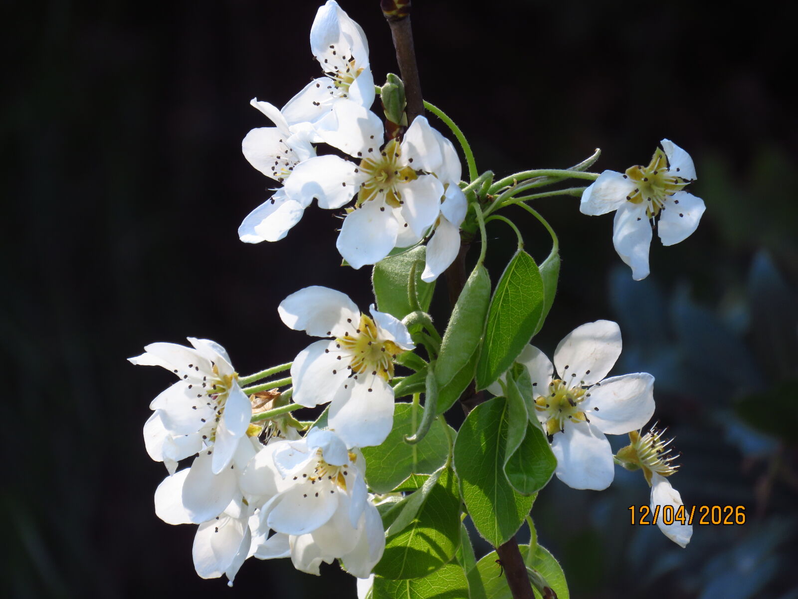 Canon PowerShot SX700 HS sample photo. Pyrus communis in atat photography